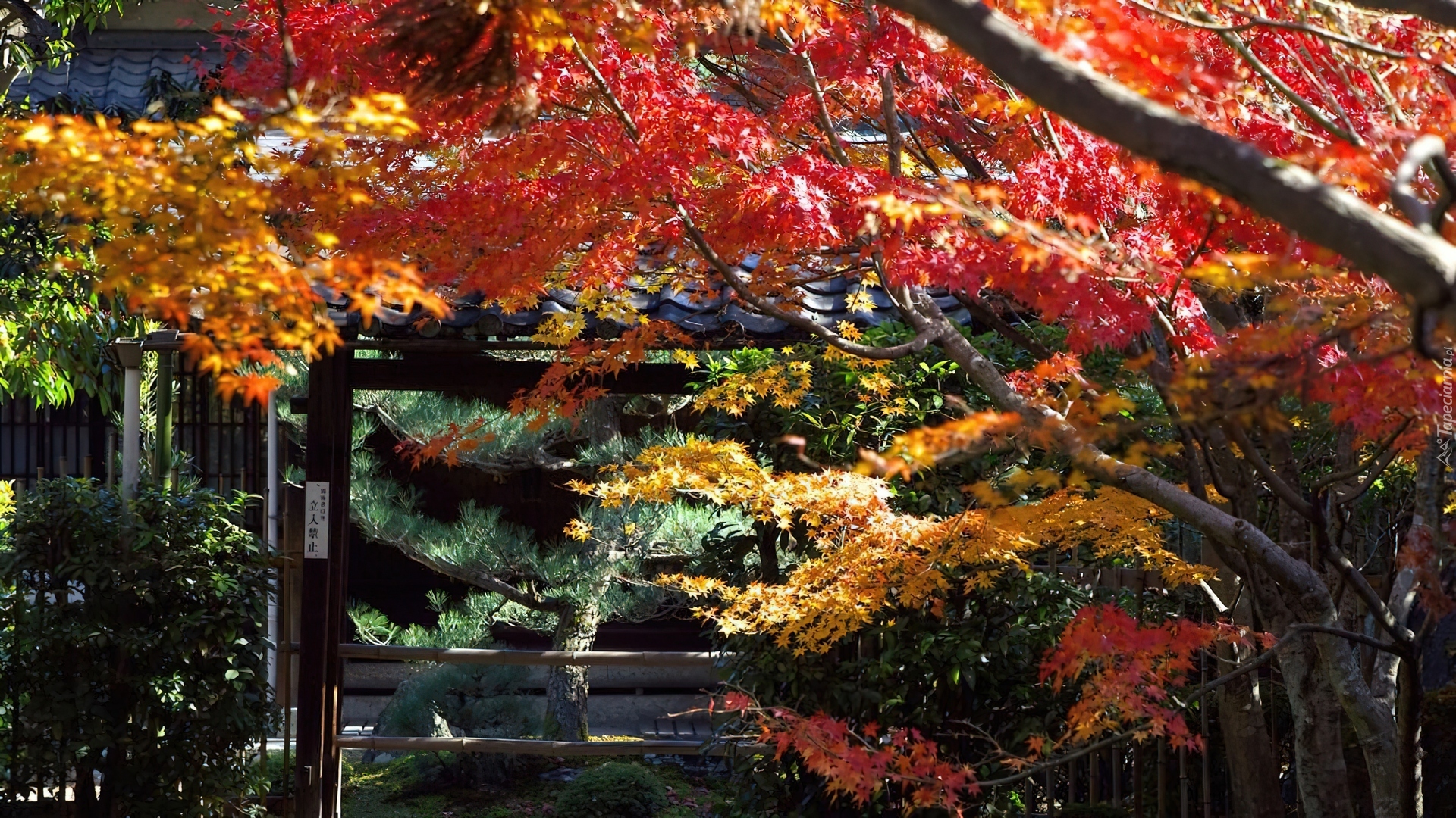 Park, Kioto, Japonia