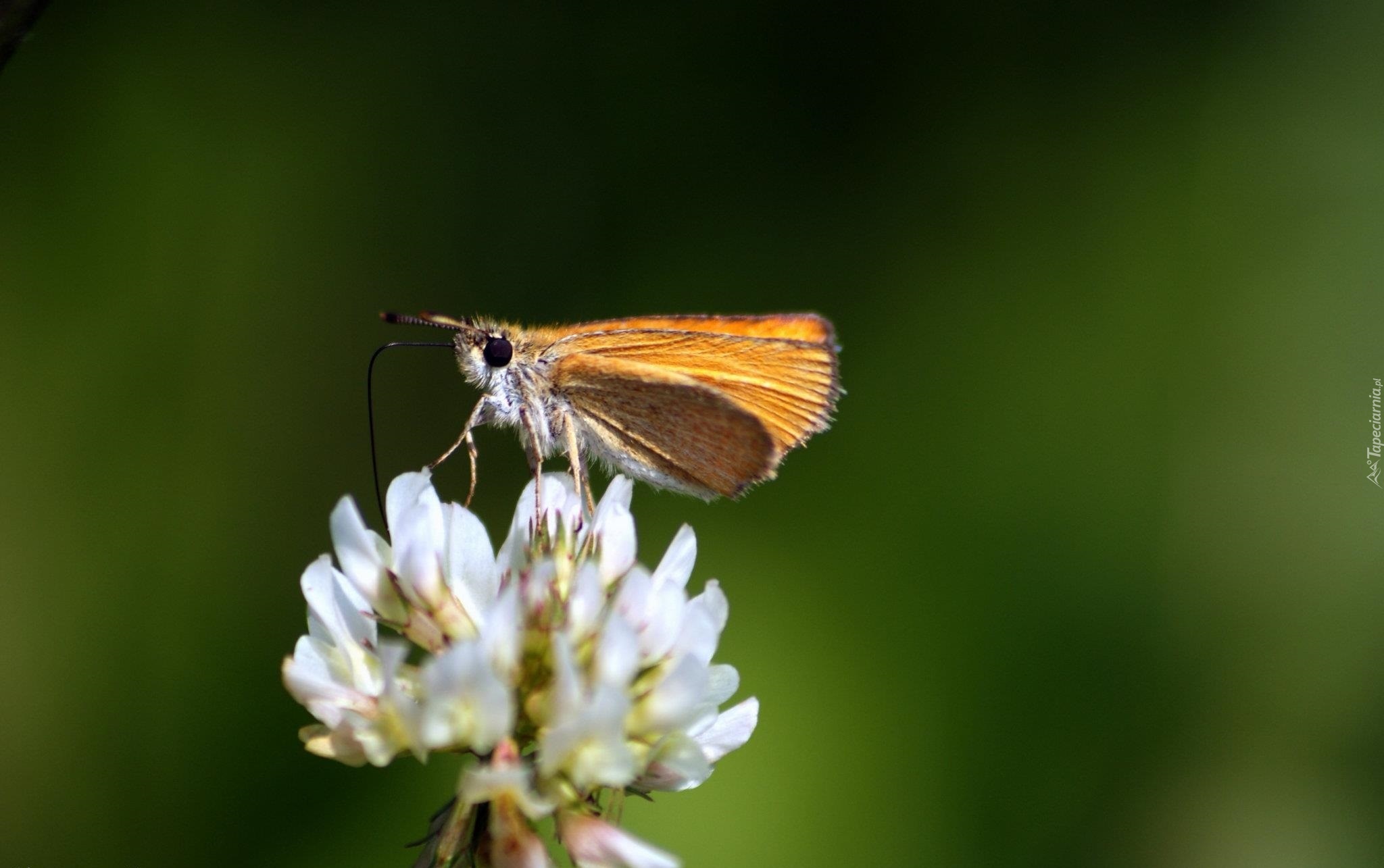 Motyl, Koniczyna