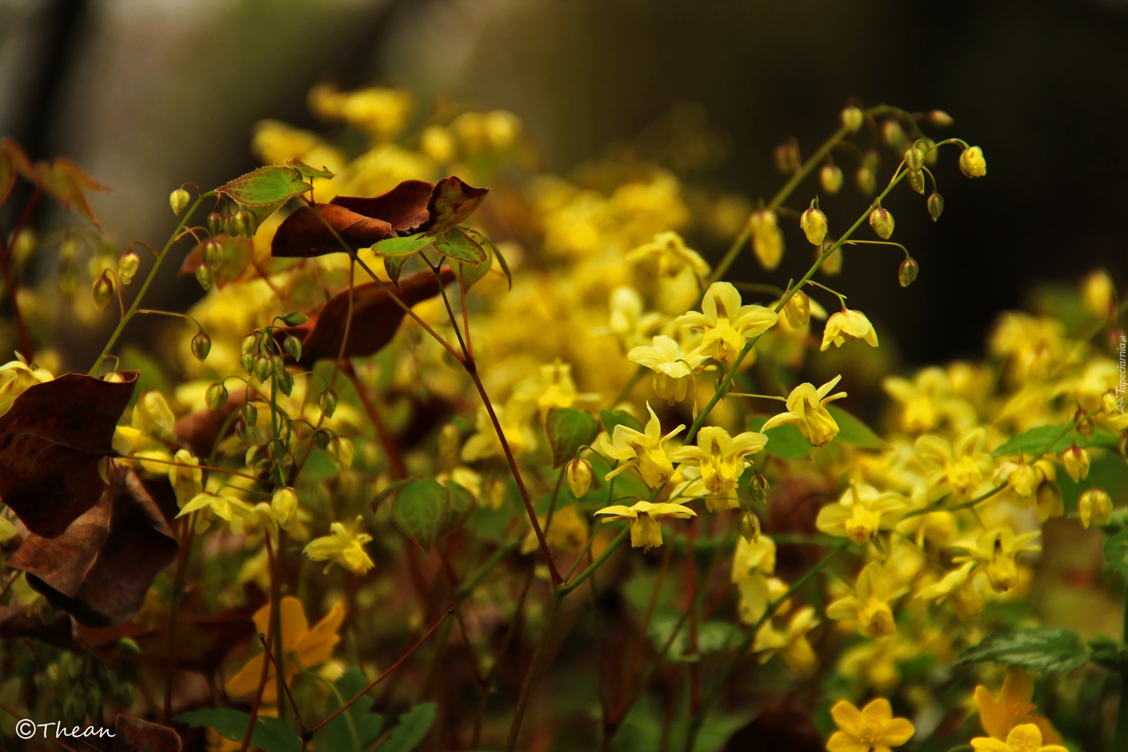 Żółte, Małe, Kwiaty