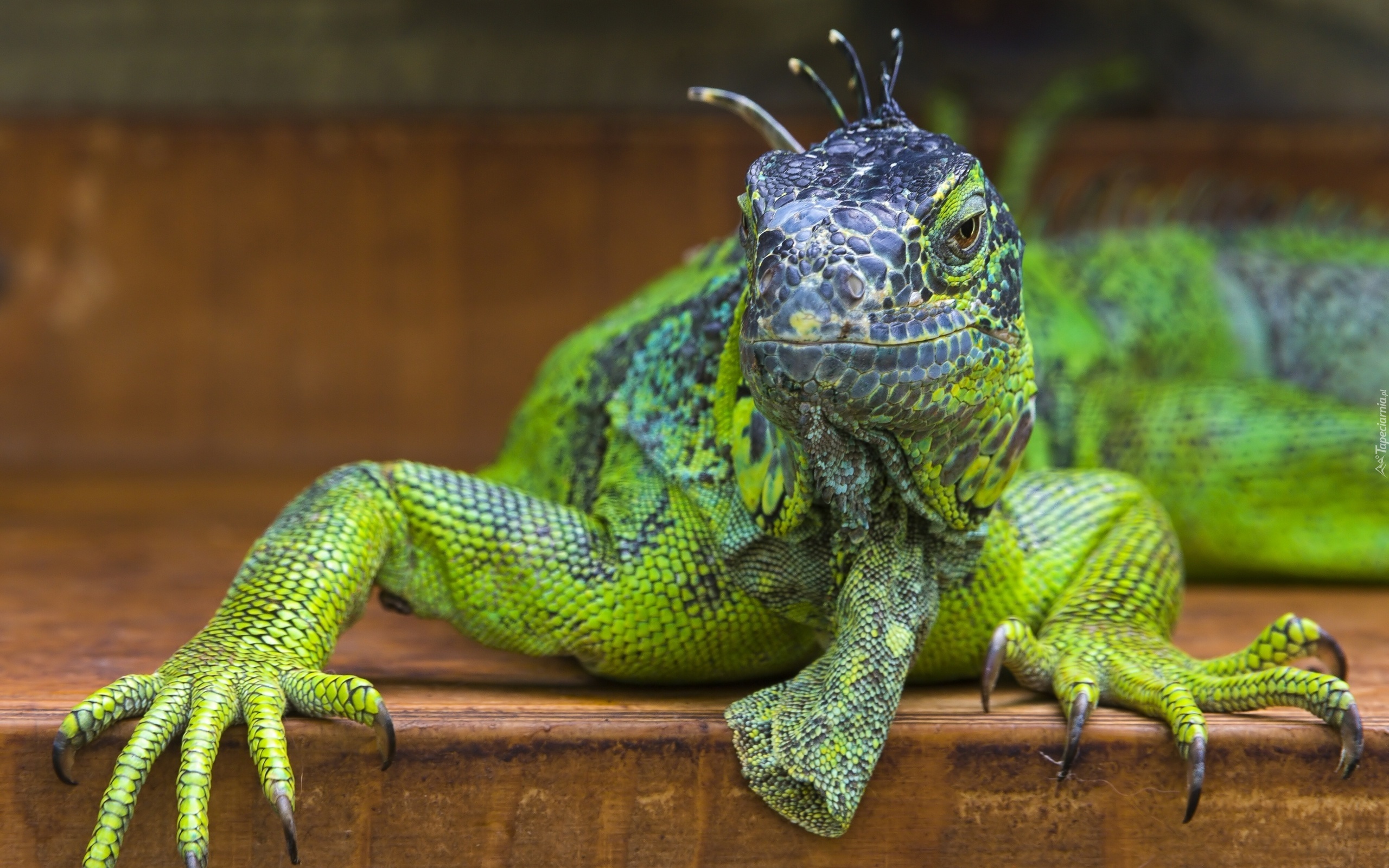 Iguana