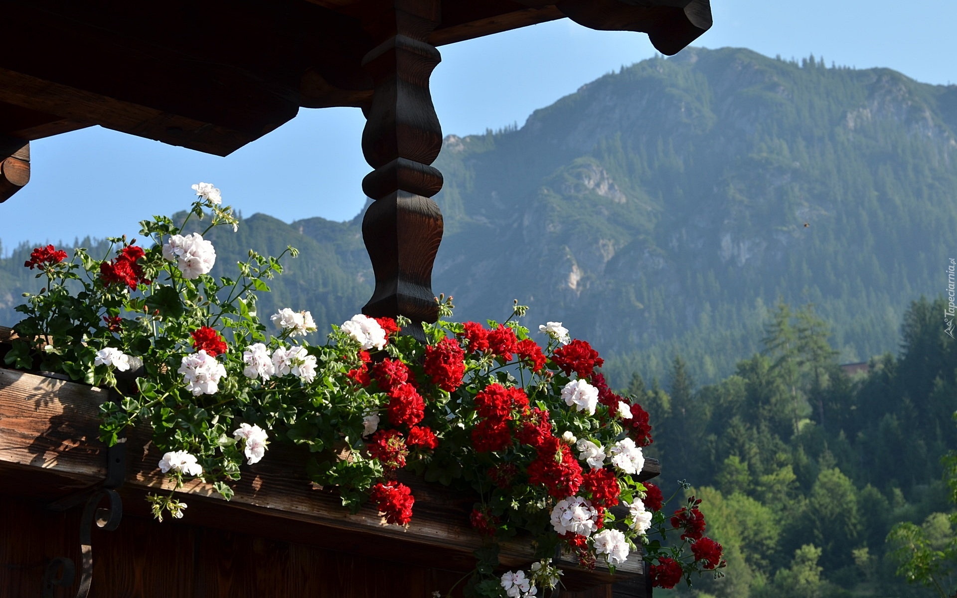 Pelargonie, Taras, Góry Alpy, Austria