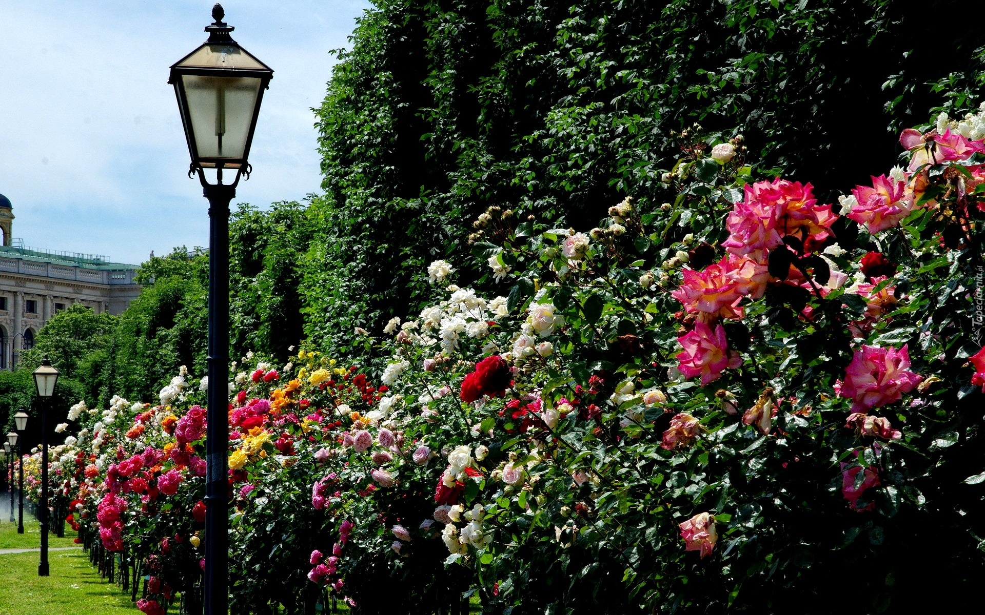 Park, Aleja, Róż, Latarnia