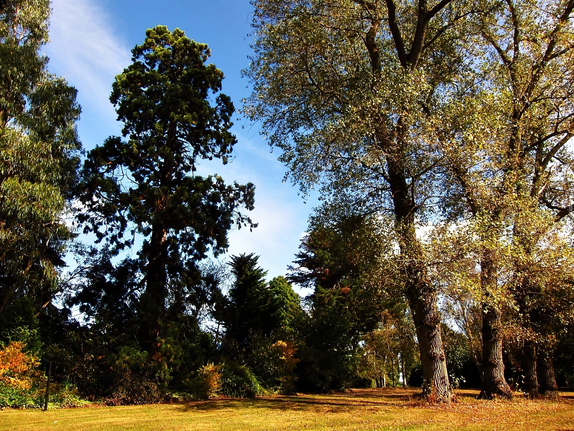 Park, Jesienią, Przebijające, Światło