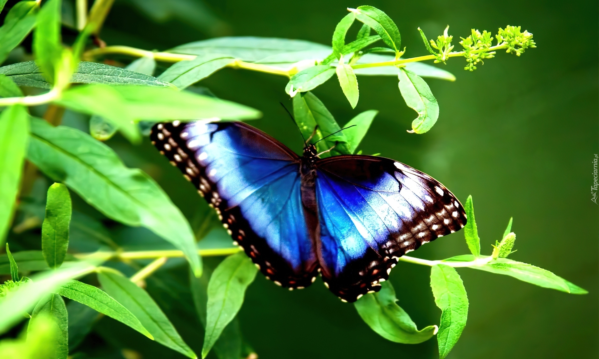 Motyl, Niebiesko, Brązowy, Liście