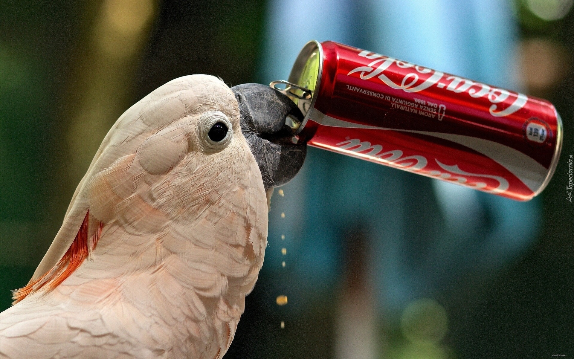 Papuga, Kakadu, Puszka, Cola