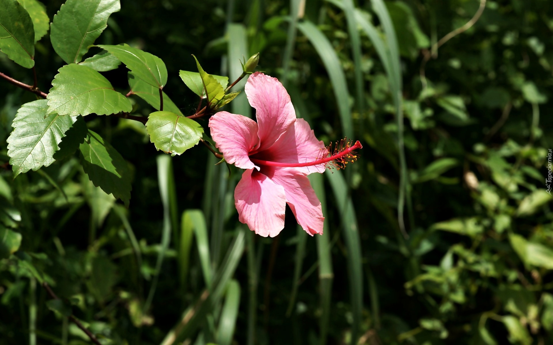 Rośliny, Różowy, Kwiat, Hibiskusa