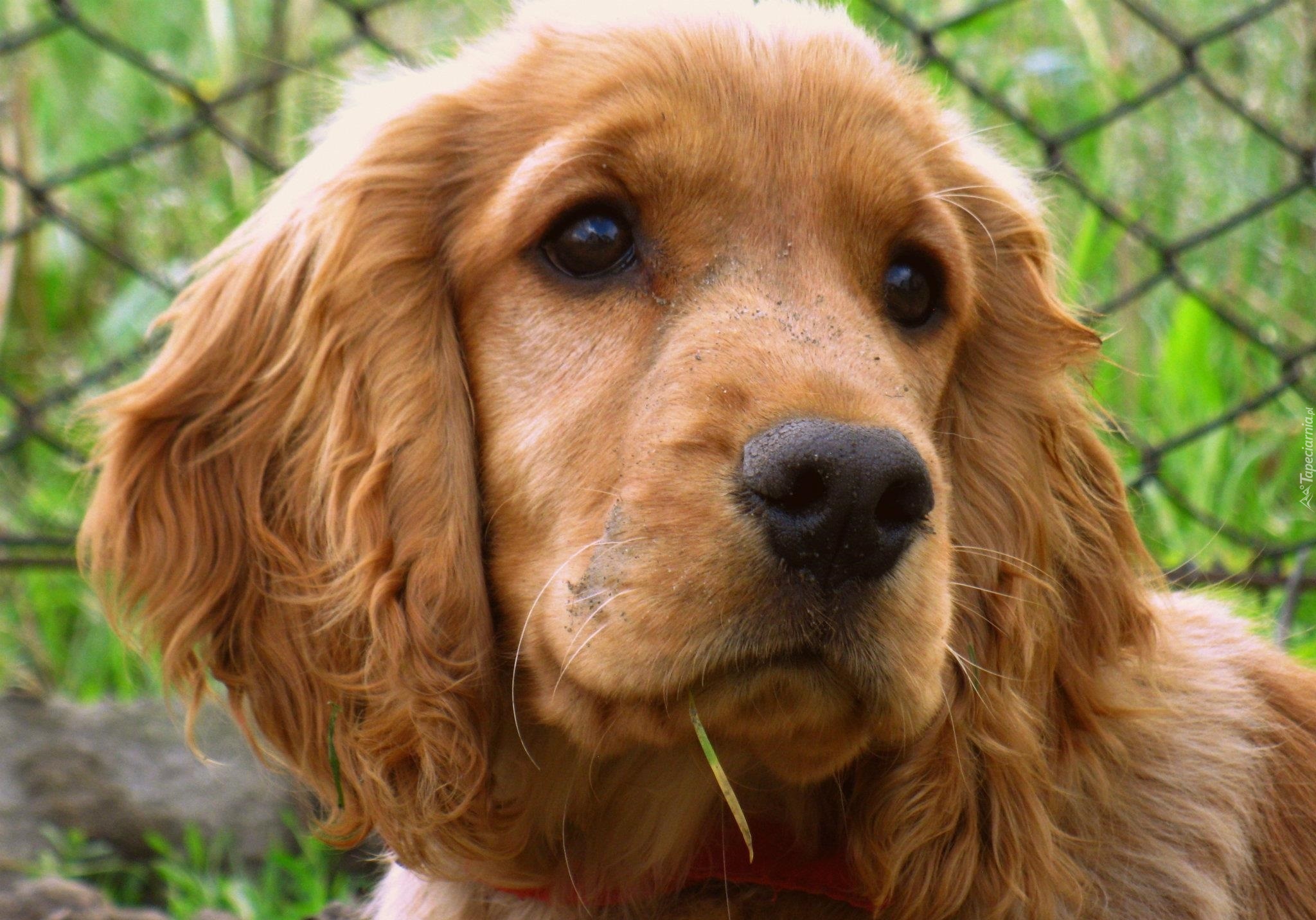 Cocker, Spaniel