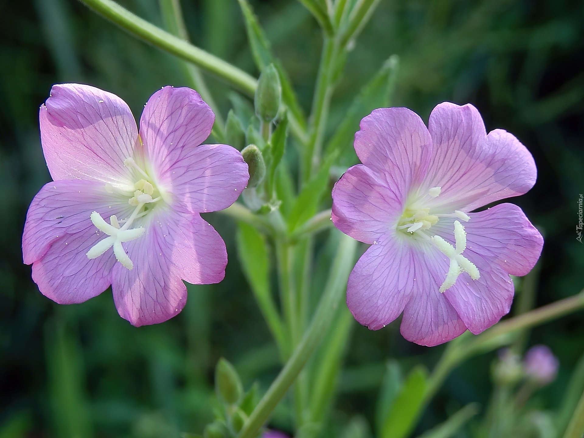 Kwiaty, Wierzbowica Kosmata