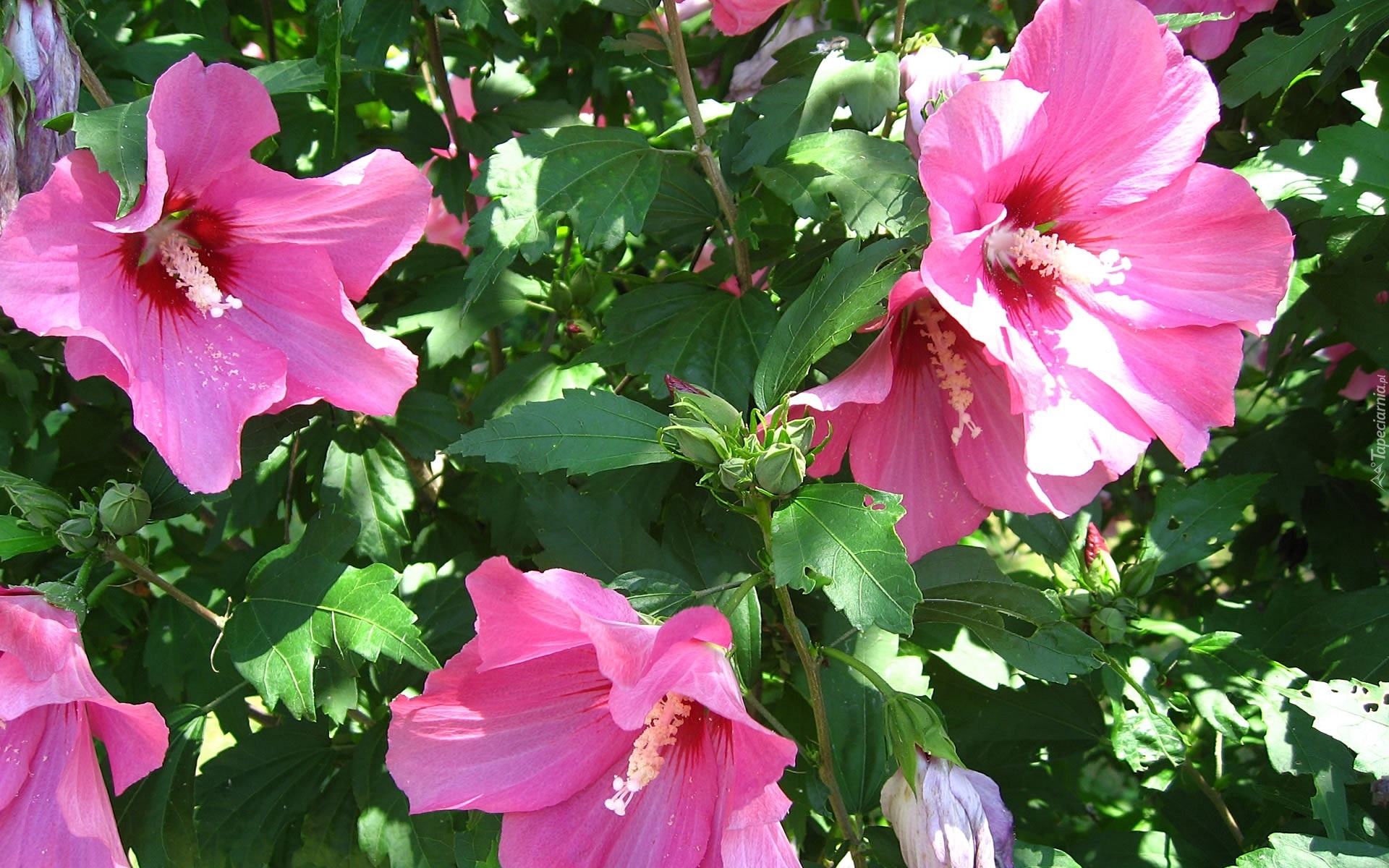 Różowy, Hibiskus