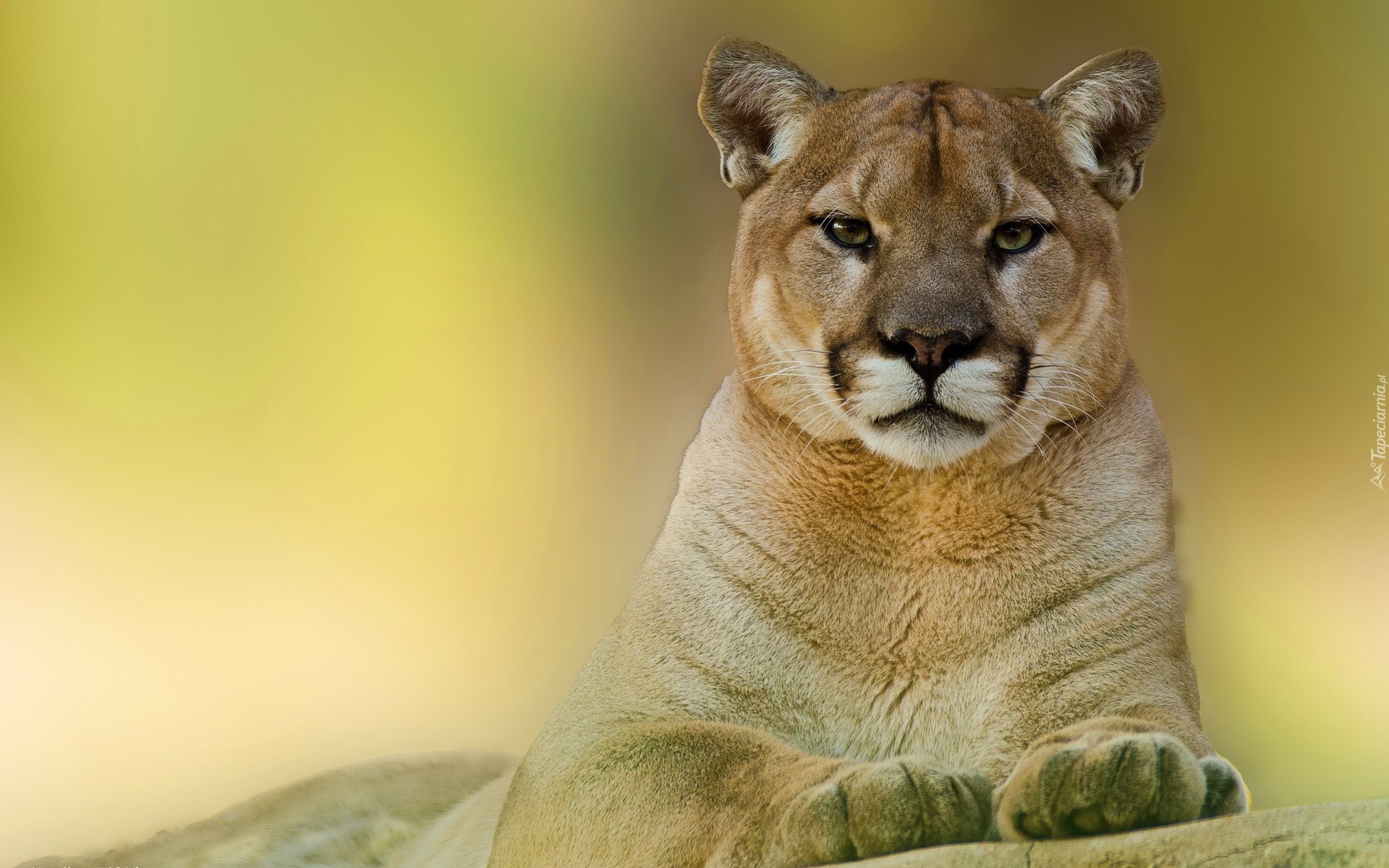 Puma, Skała