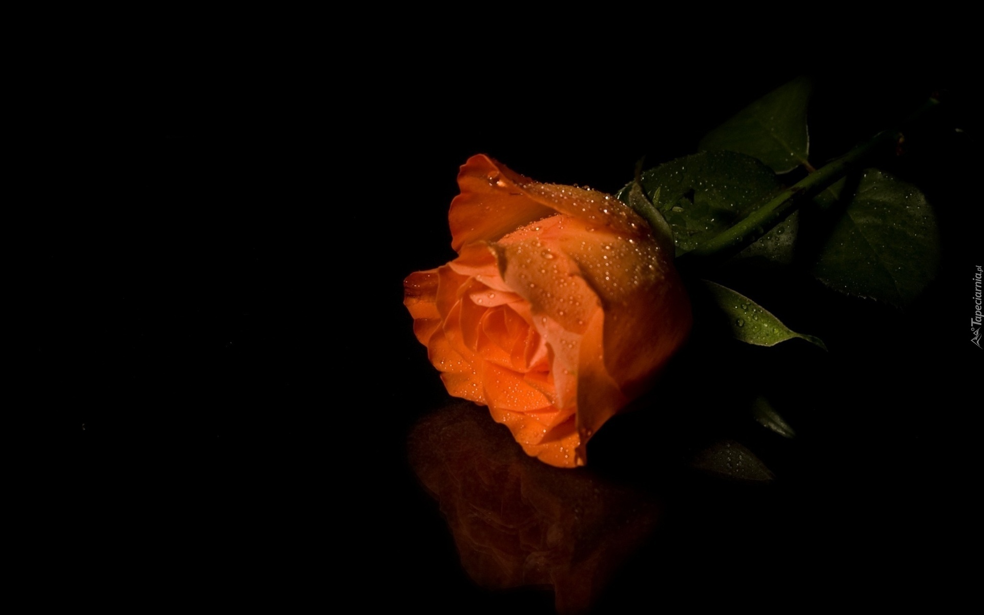 Herbaciana, Róża, Rosa
