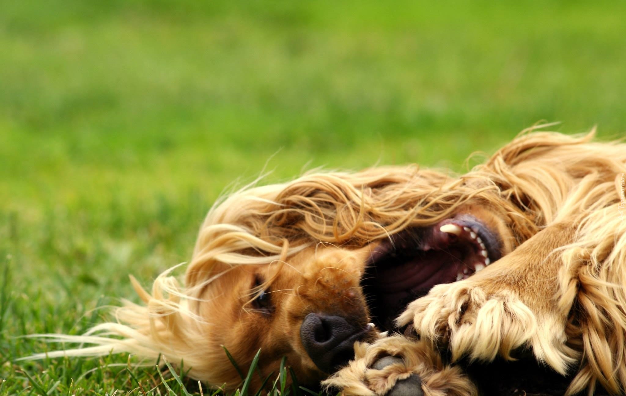 Cocker, Spaniel