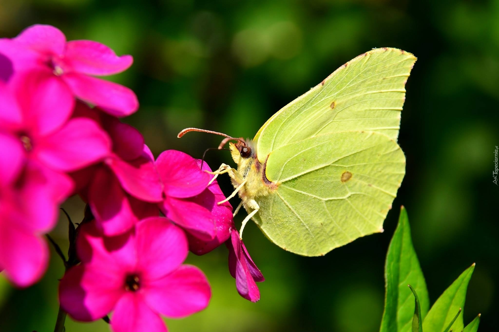 Latolistek cytrynek, Motyl, Różowy, Kwiat