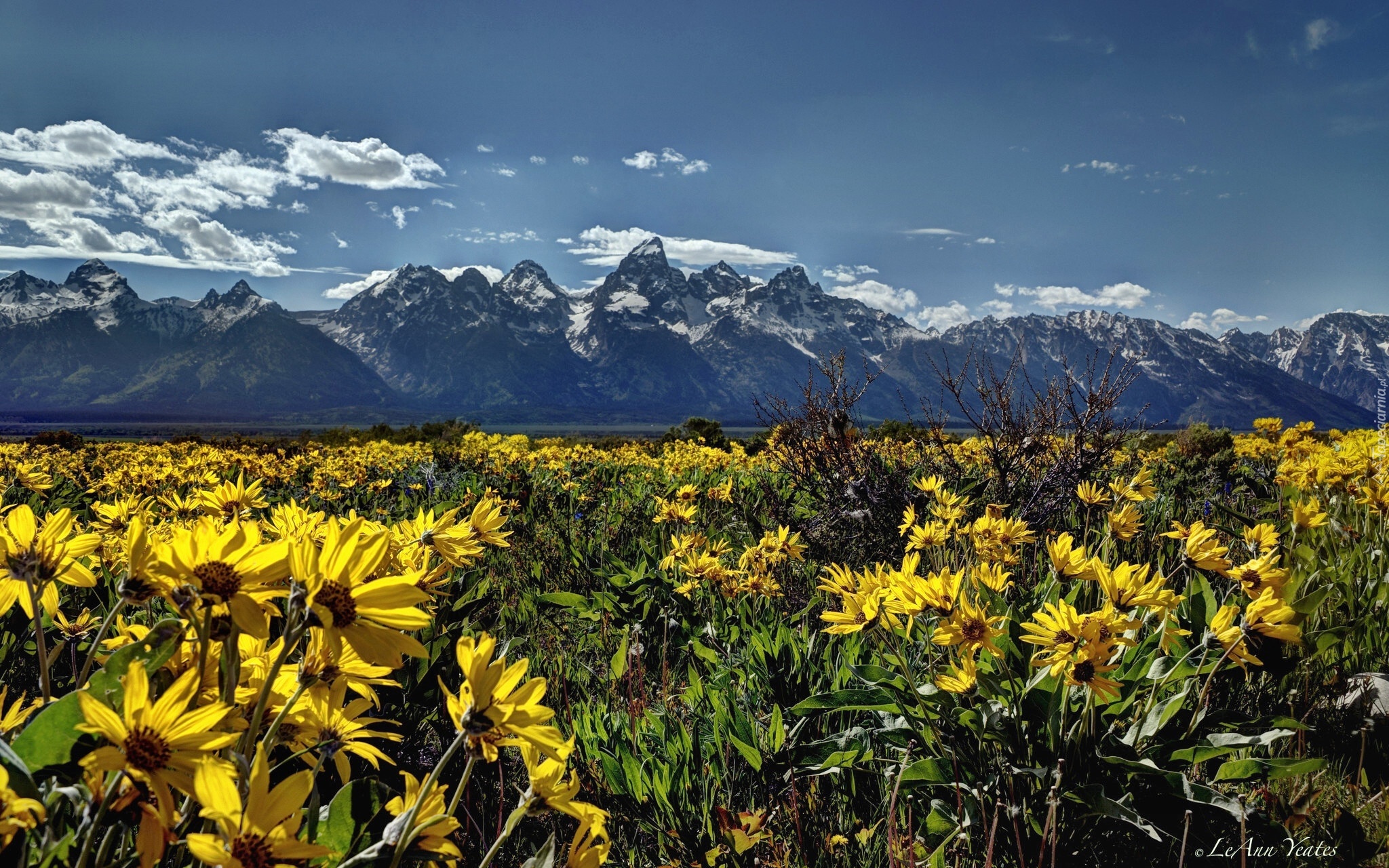 Stany Zjednoczone, Stan Wyoming, Park Narodowy Grand Teton, Góry, Kwiaty, Łąka