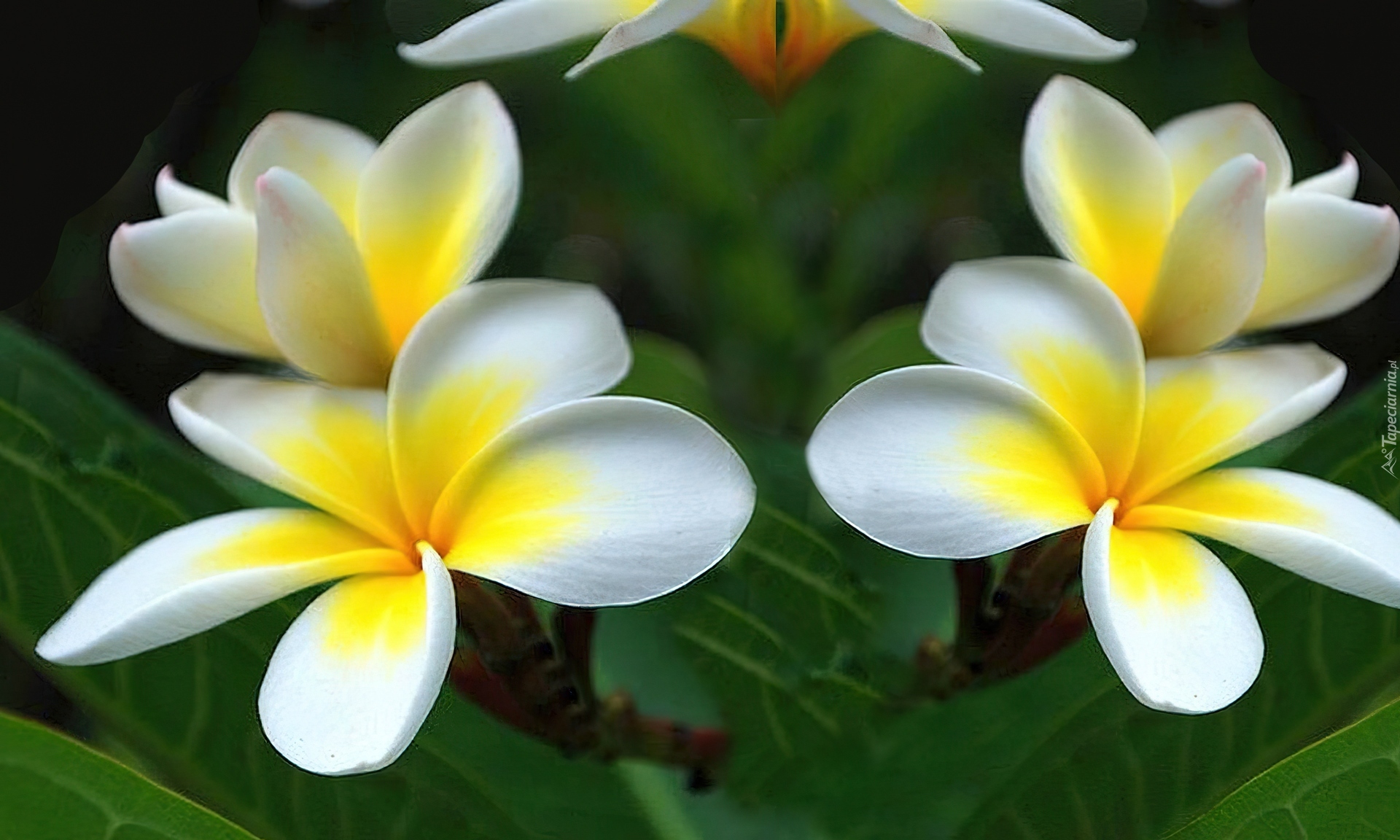 Kwiaty, Plumeria, Liście