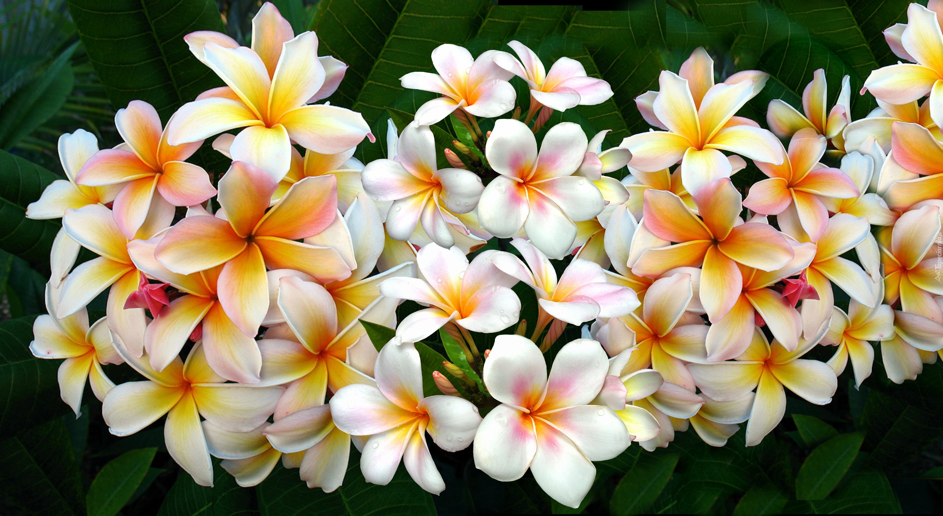 Kwiaty, Plumeria