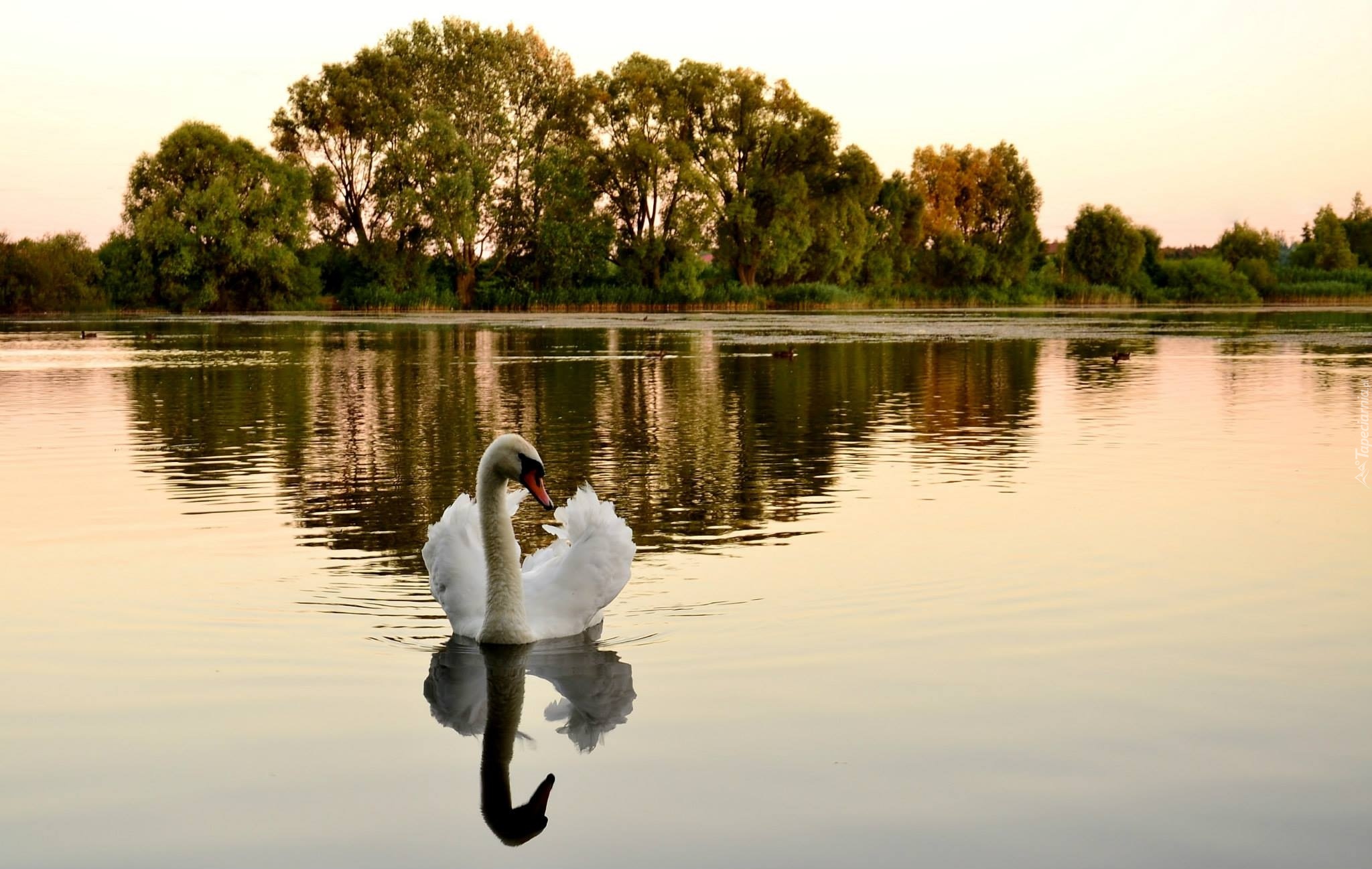 Jezioro, Łabędź, Drzewa