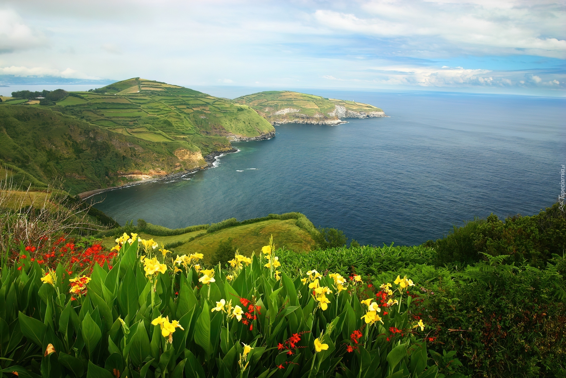 Morze, Wybrzeże, Kwiatki, Azory, Portugalia