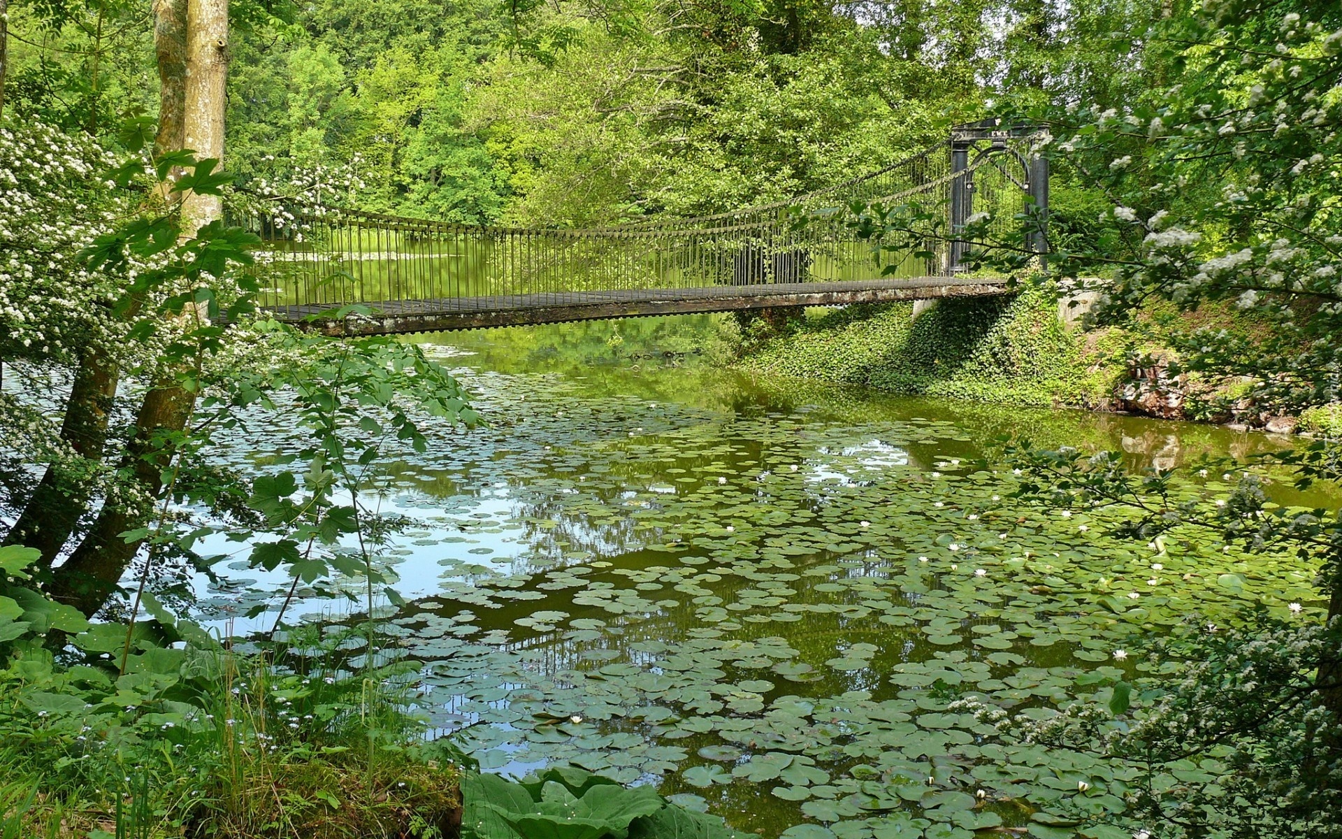 Park, Rzeka, Most, Drzewa