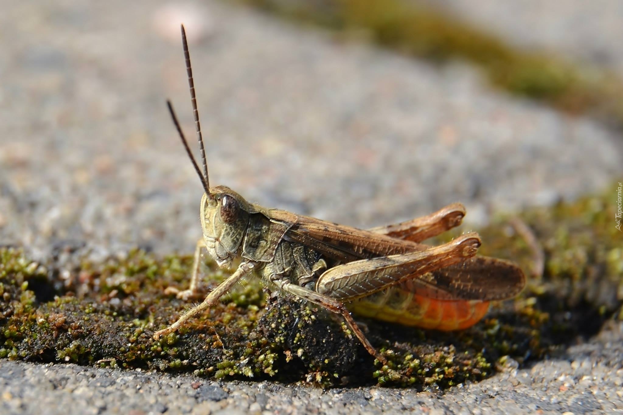 Konik, Polny, Podłoże