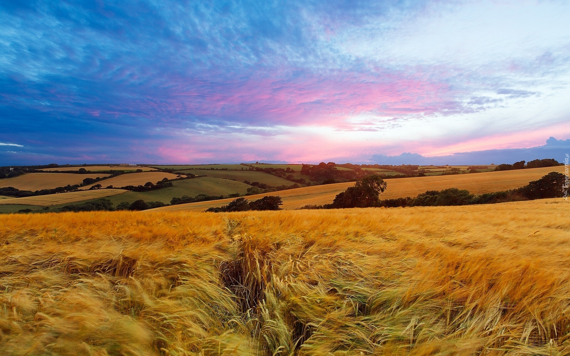 Pola, Zboże, Łąki, Chmury, Panorama