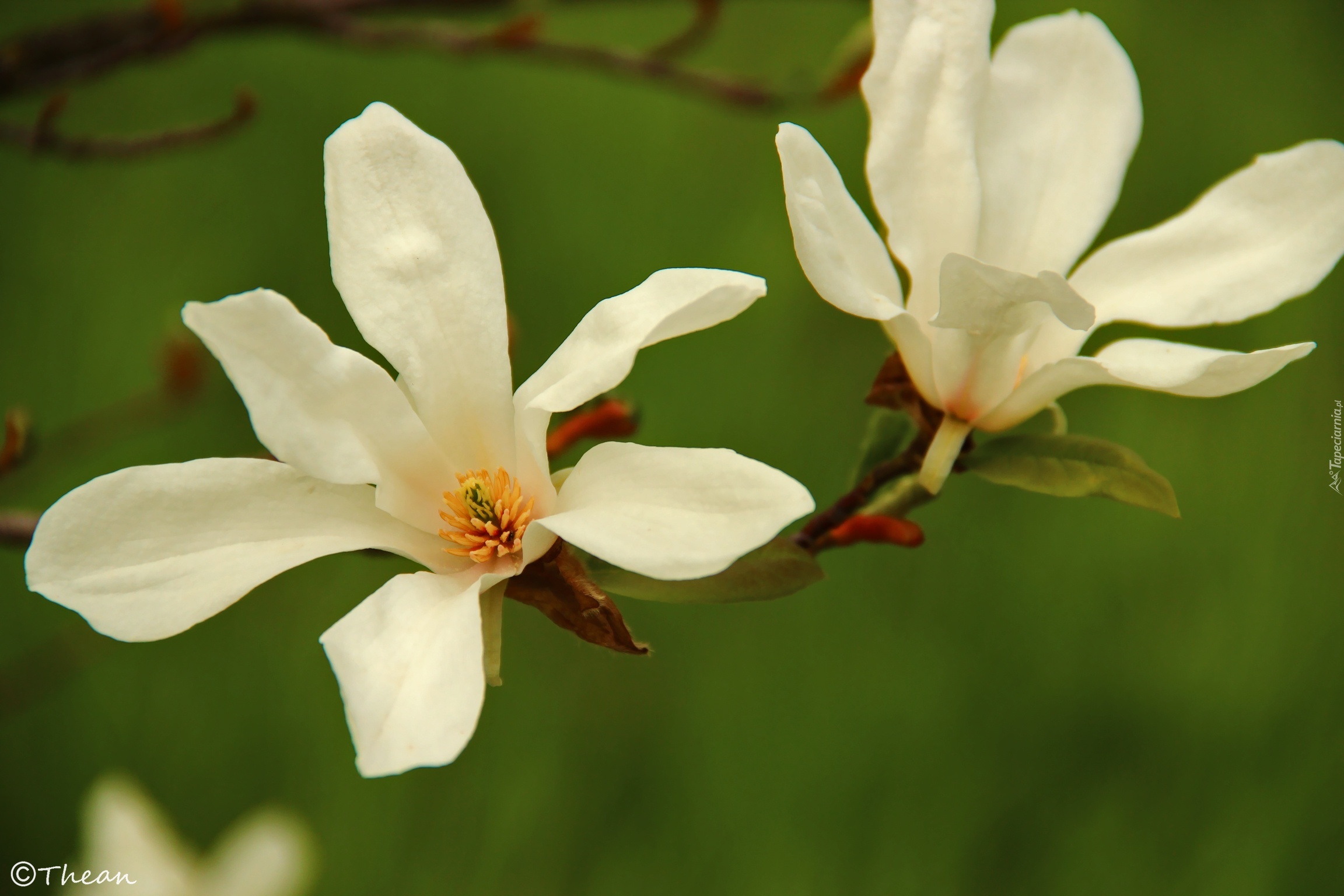 Magnolia Japońska, Białe, Kwiaty