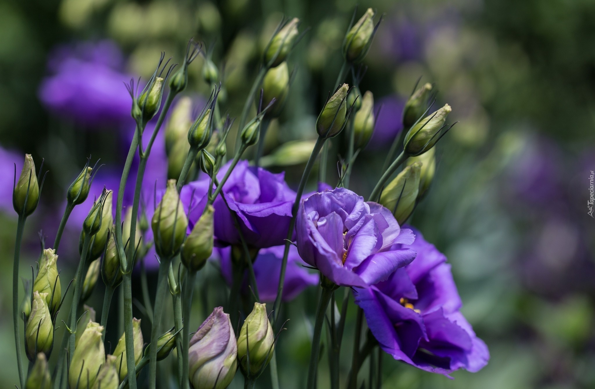 Eustoma, Kwiaty, Pączki