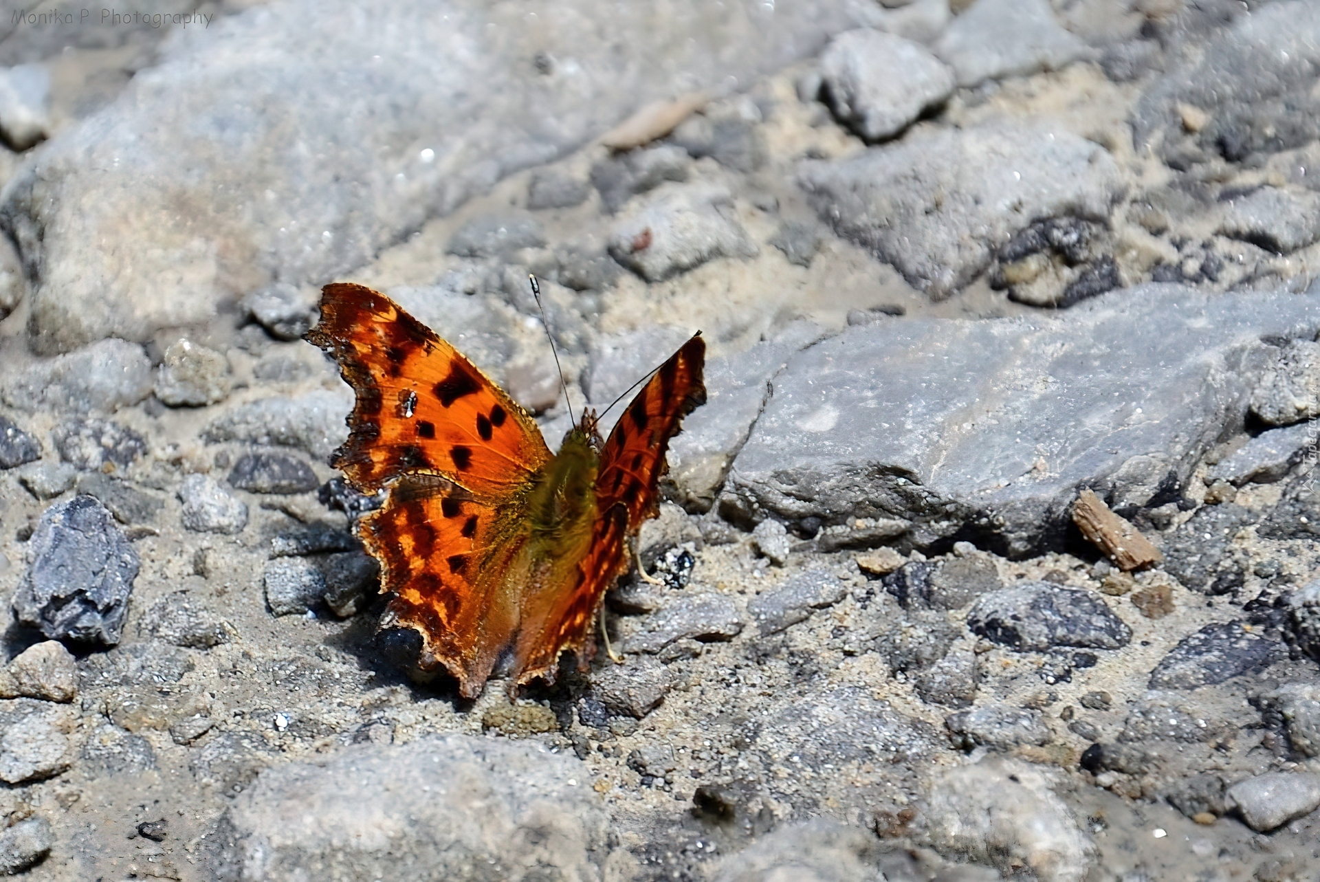 Brązowy, Motyl