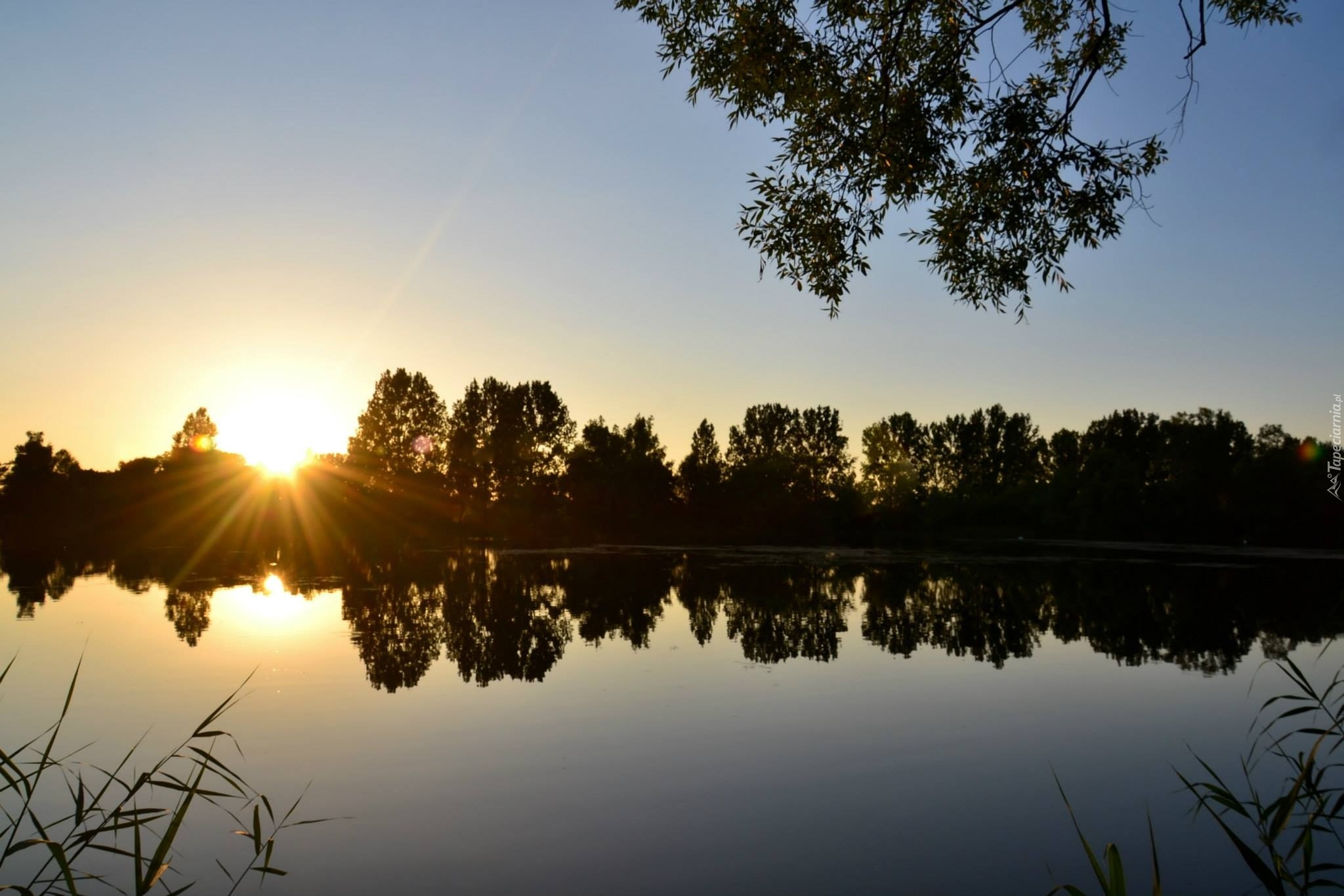 Jezioro, Drzewa