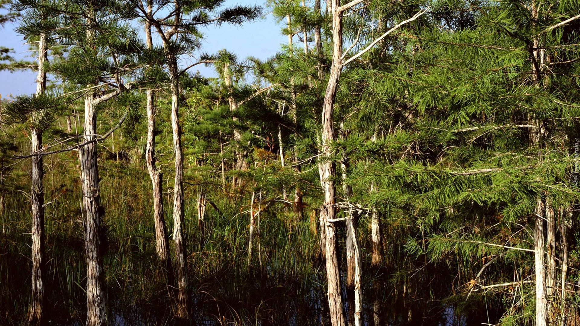 Сосна растет на болоте. Сосна Болотная длиннохвойная. Североамериканская Болотная сосна. Кедр болотный. Сосновое болото Лысьва.