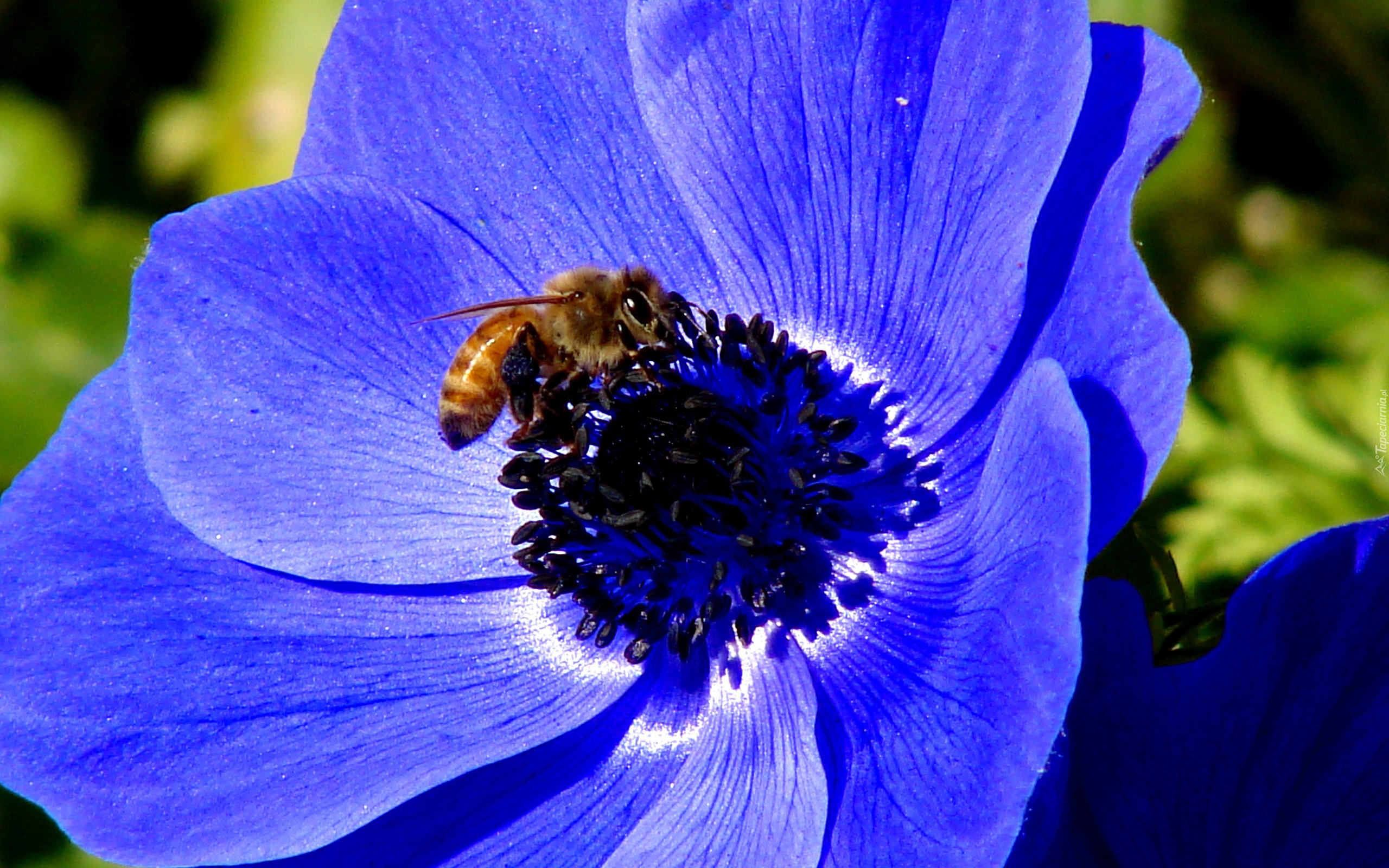 Niebieski, Kwiat, Pszczoła