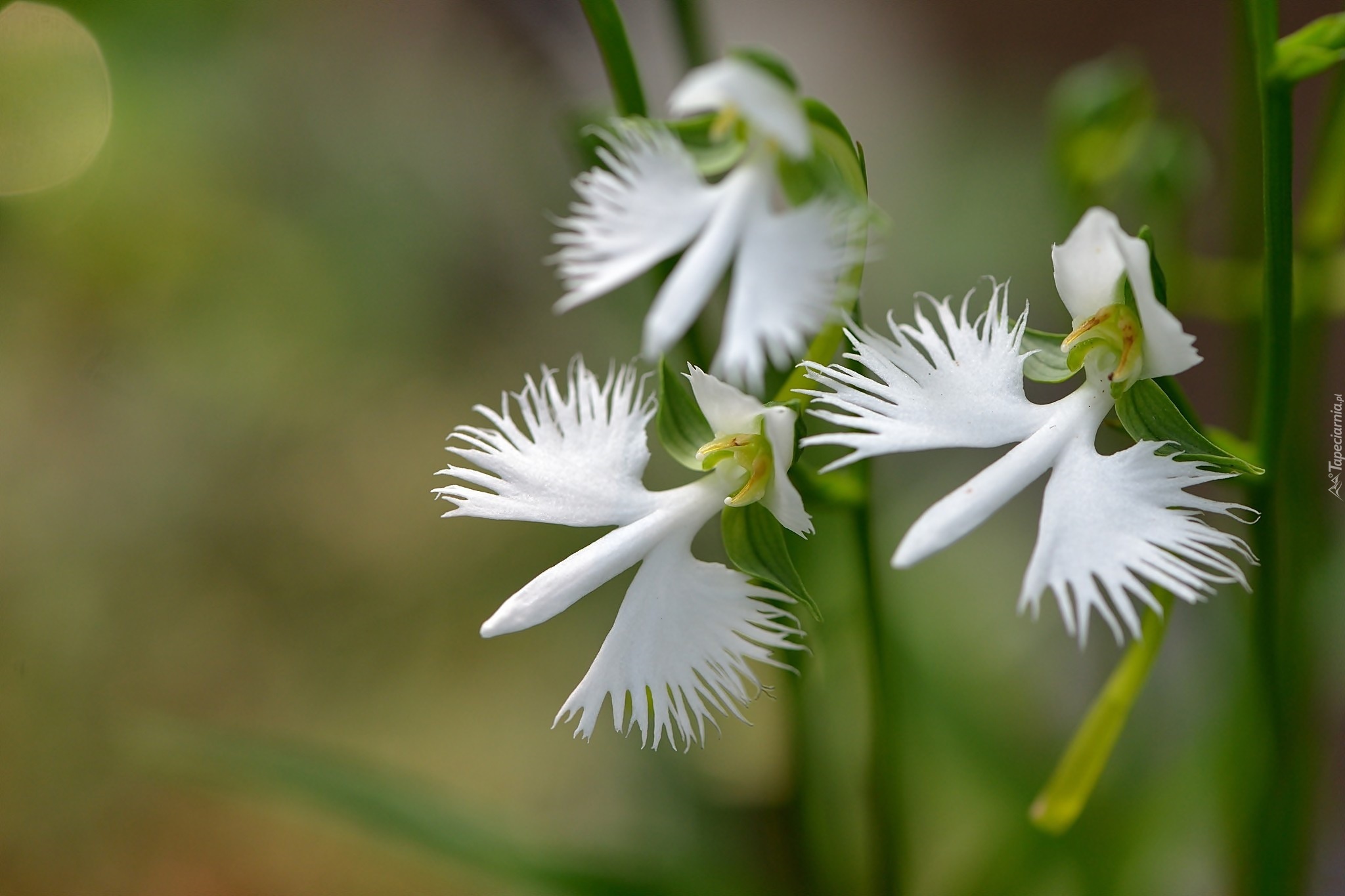 Biała, Orchidea