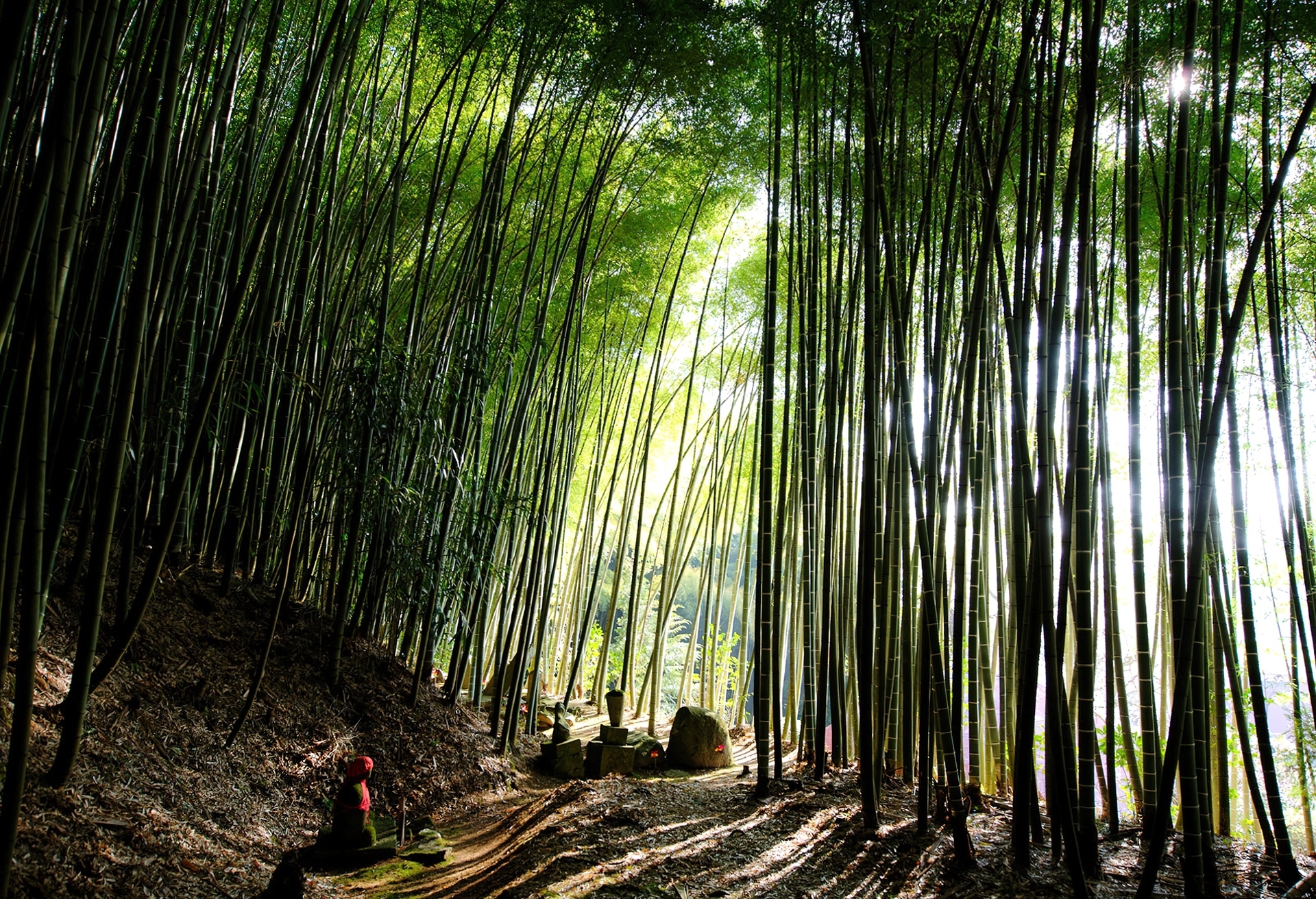 Bambusowy, Las