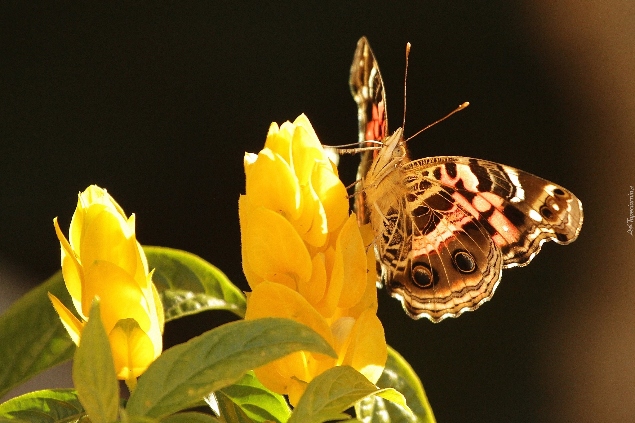 Motyl, Żółty, Kwiat