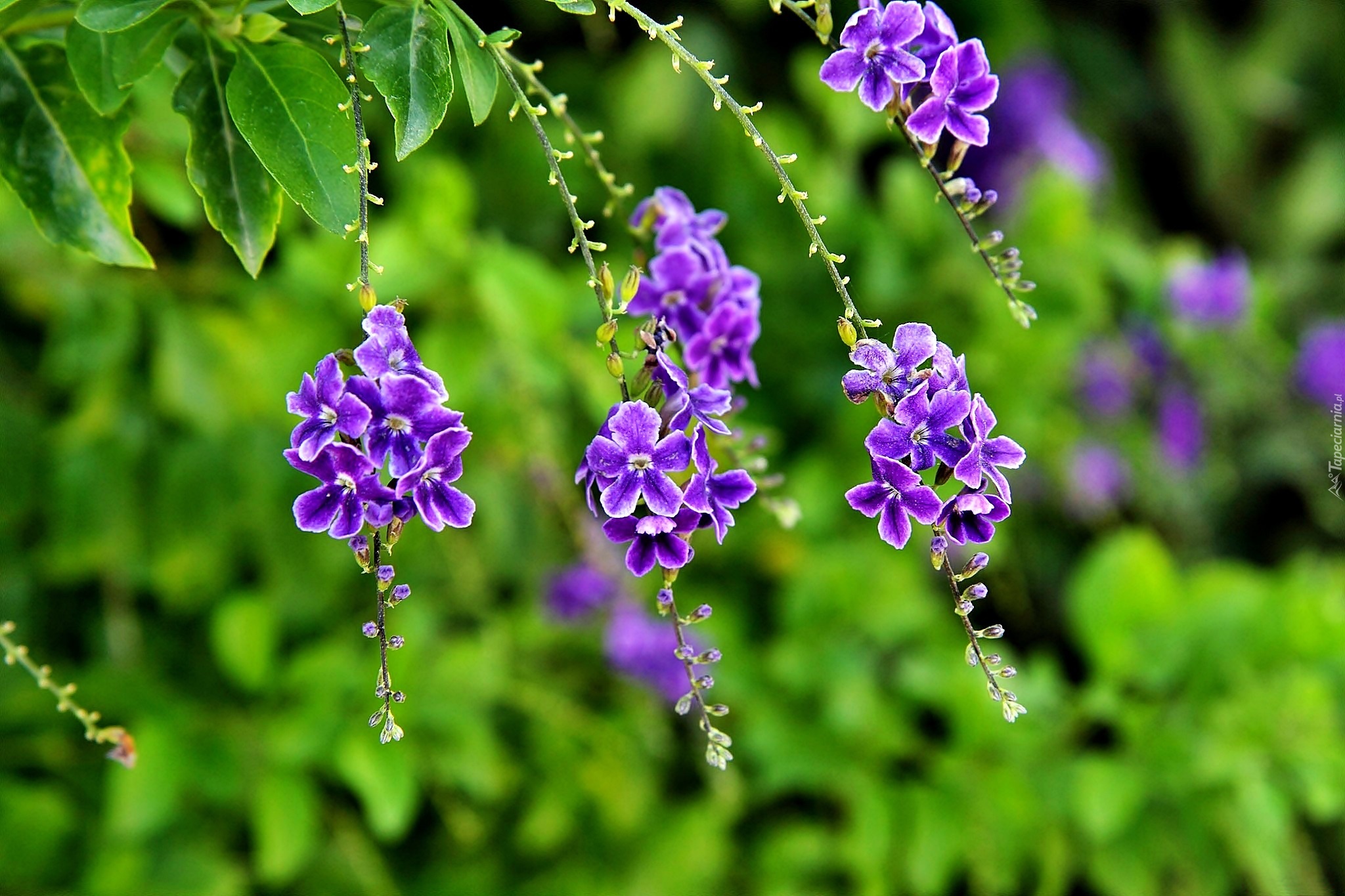 Duranta, Fioletowe, Kwiatki