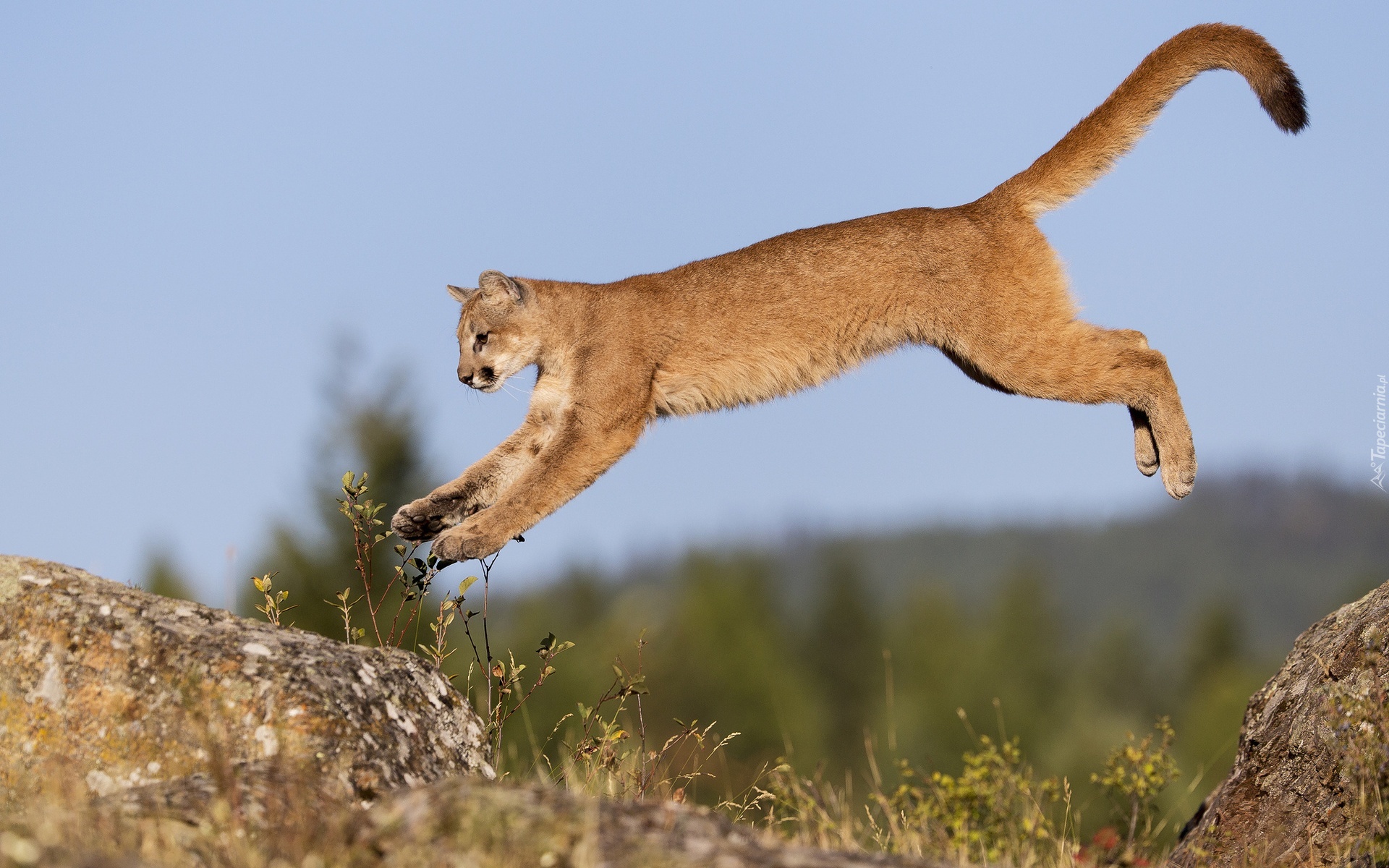 Puma, Skały, Skok