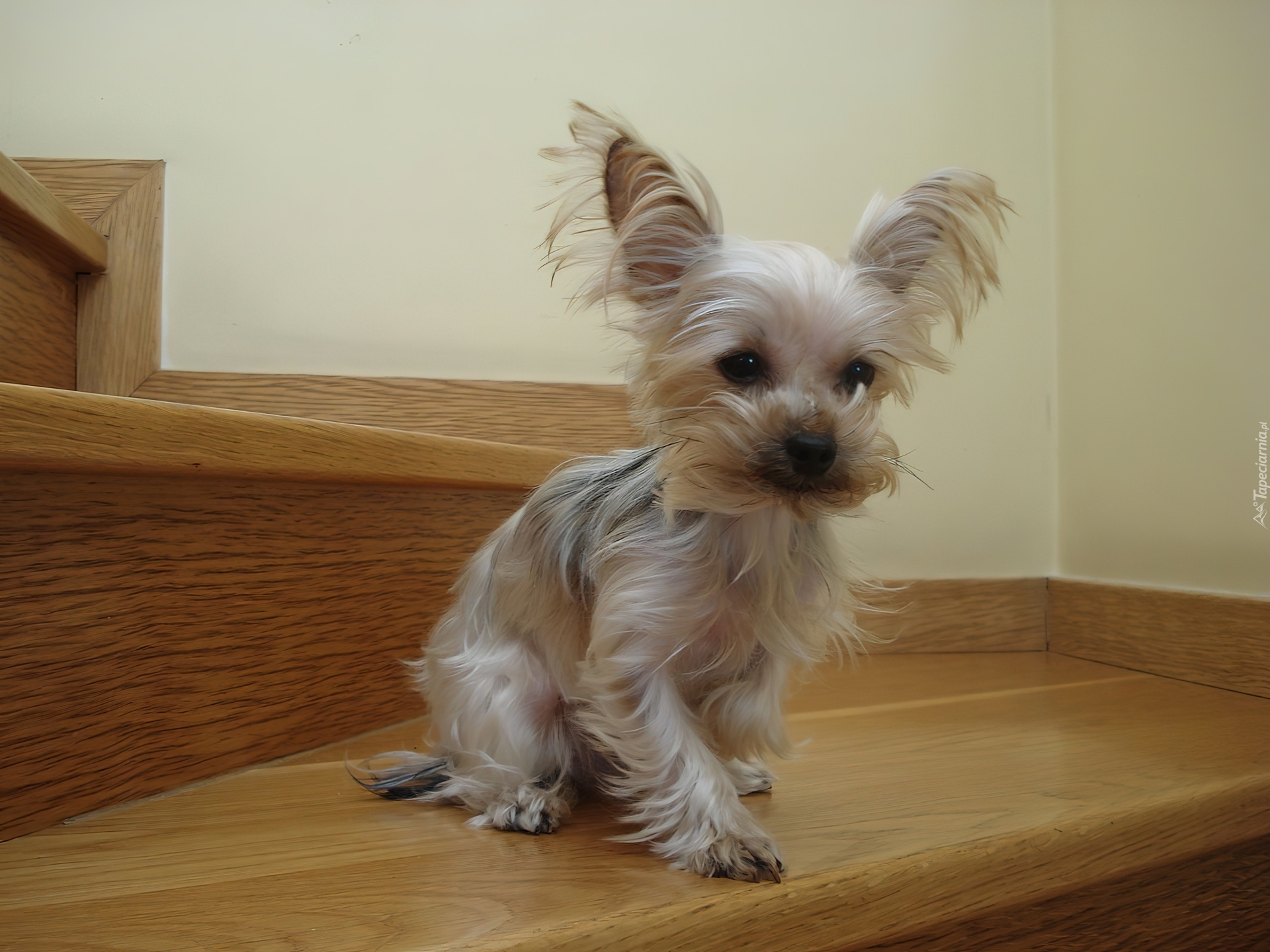 Yorkshire Terrier, Schody