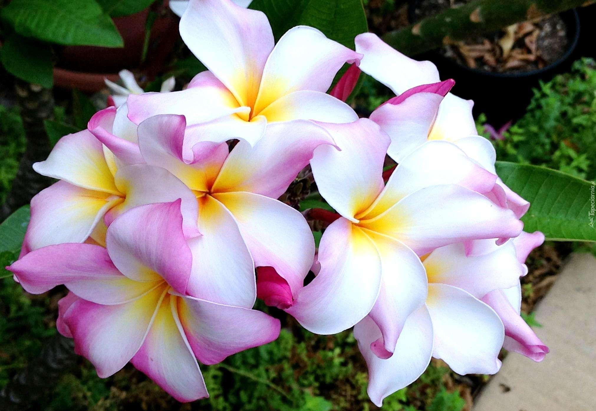 Kwiaty, Plumeria