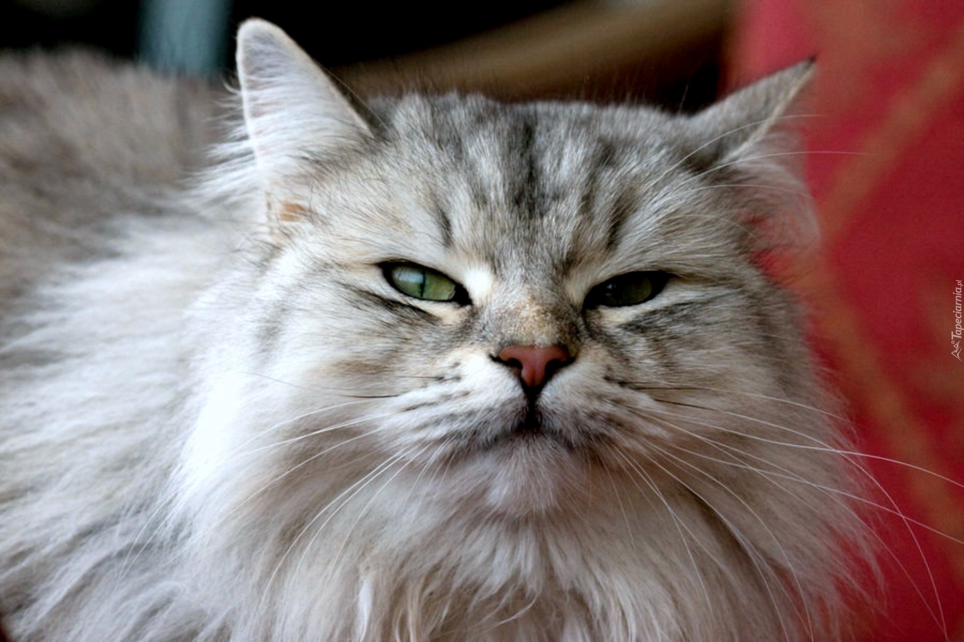 Maine Coon, Głowa