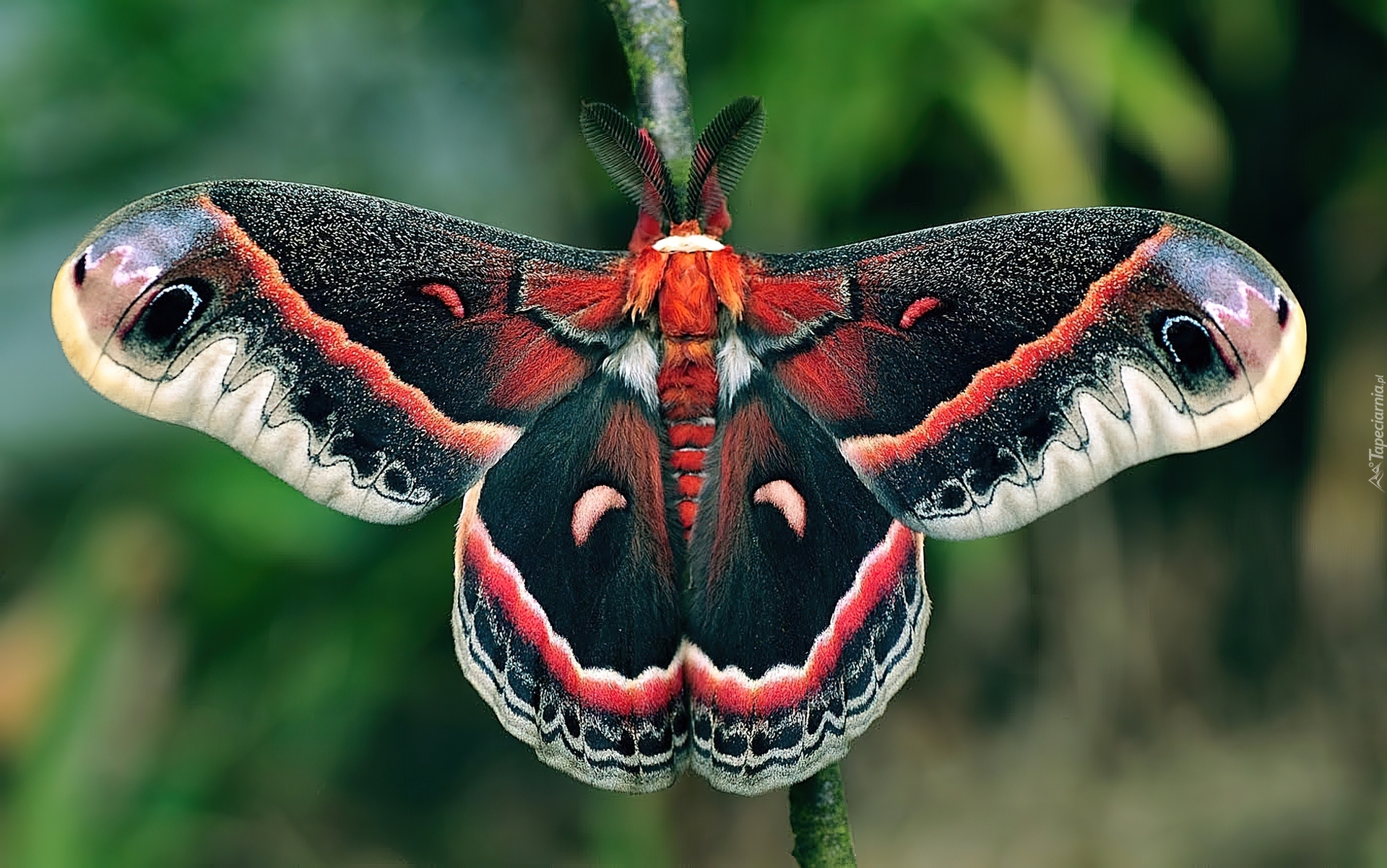 Ćma, Cecropia