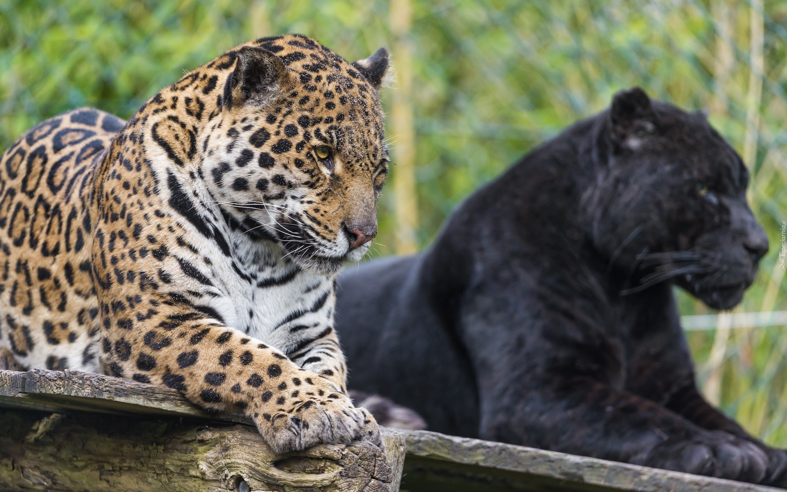 Jaguar, Czarna, Pantera, Zoo