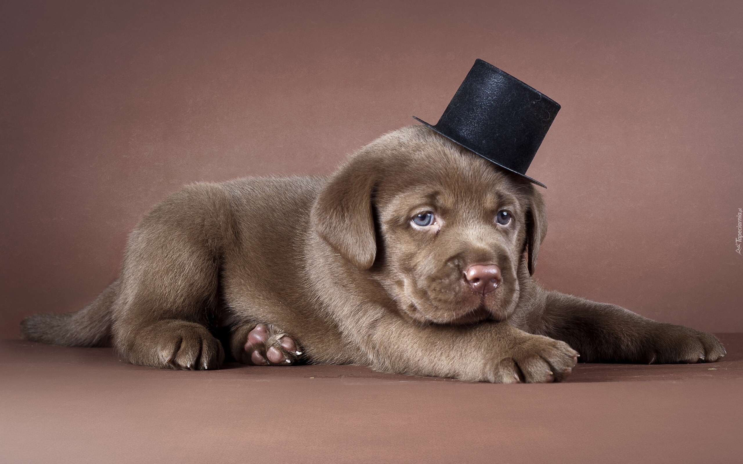 Szczeniak, Labrador, Cylinder