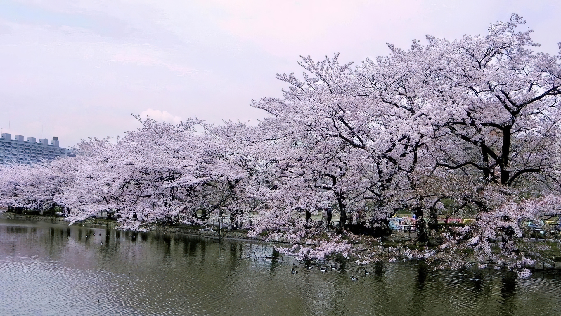 Park, Wiśniowy, Tokio, Japonia