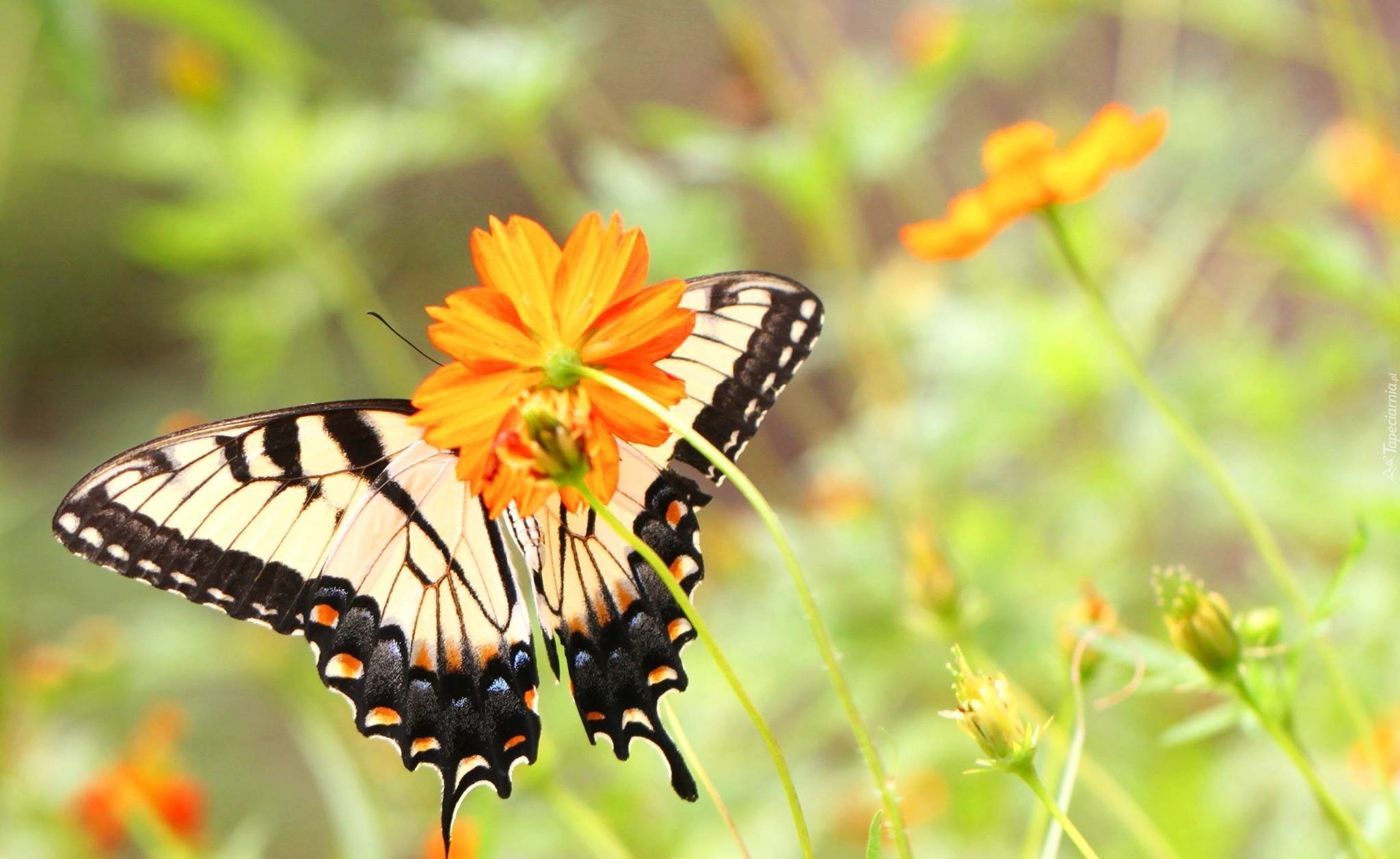 Pomarańczowe, Kwiaty, Motyl