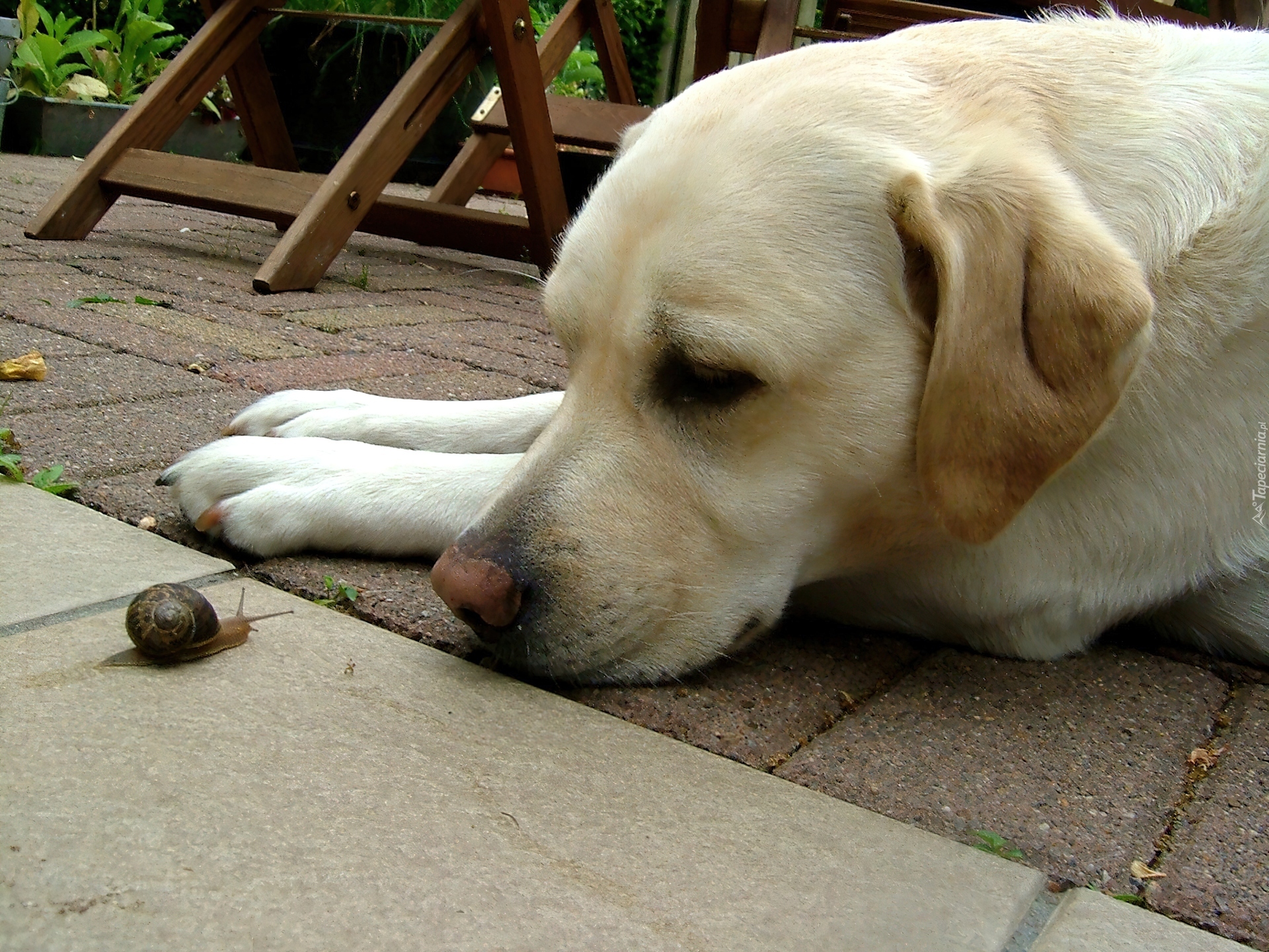 Labrador Retriever, Ślimak