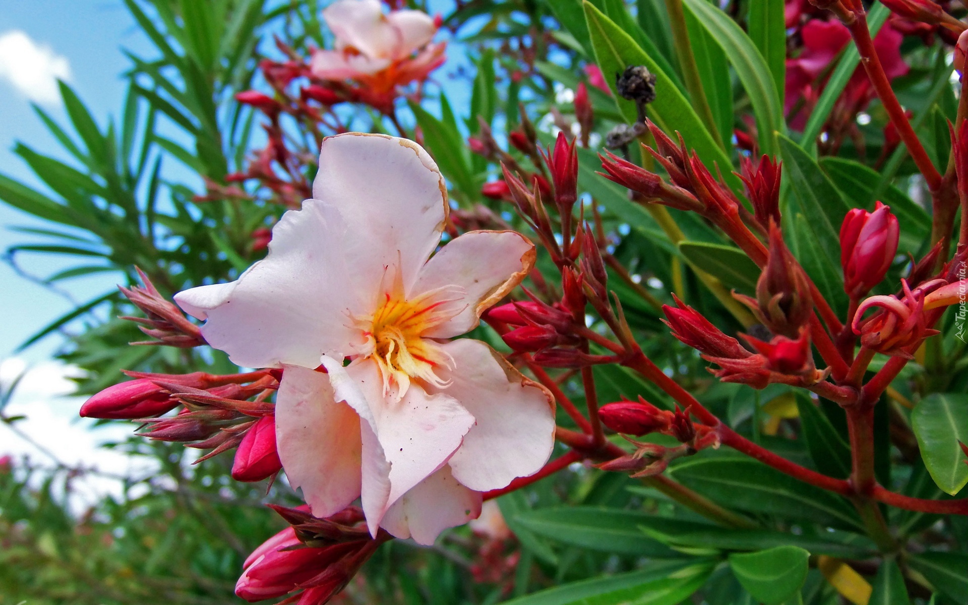 Różowy, Oleander