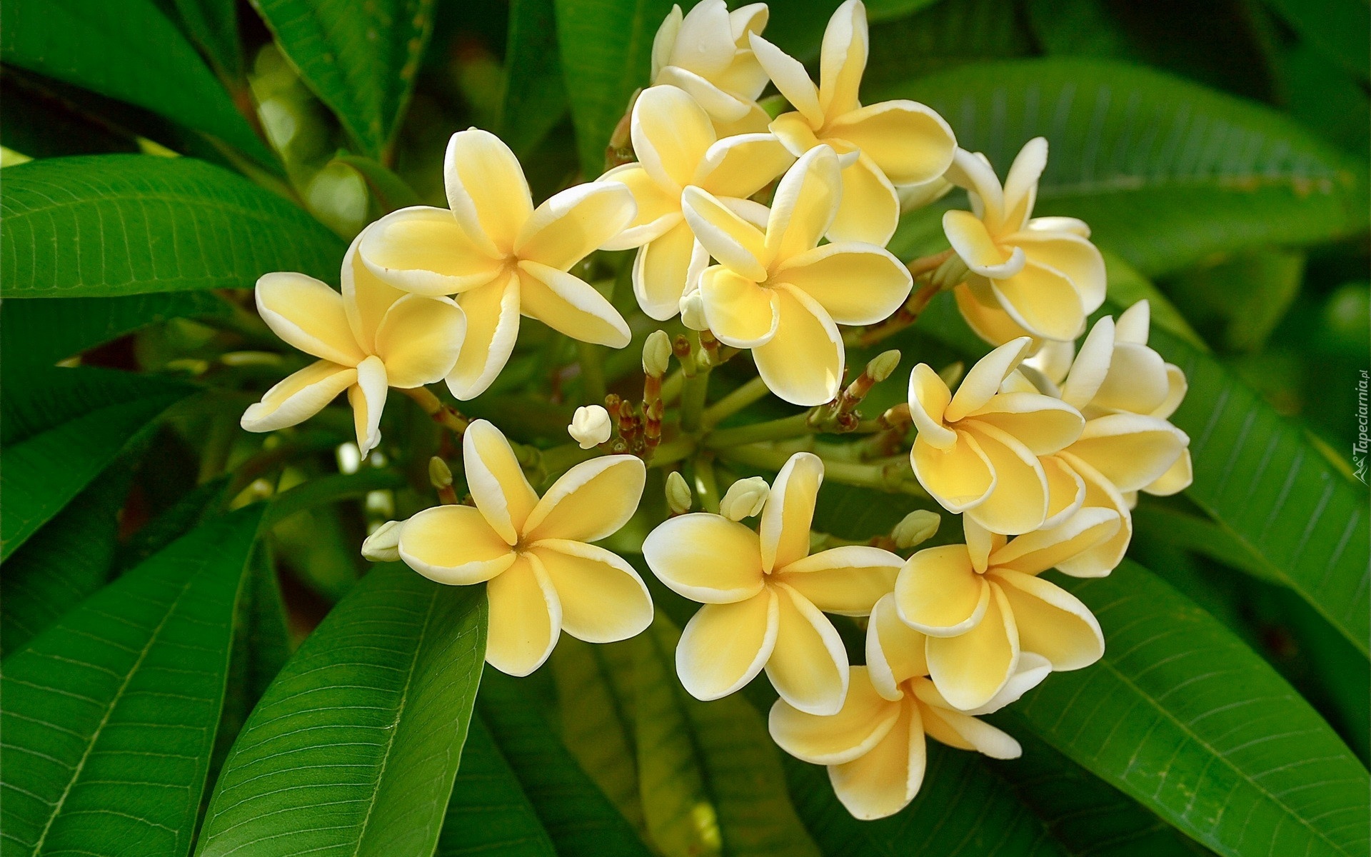 Żółta, Plumeria