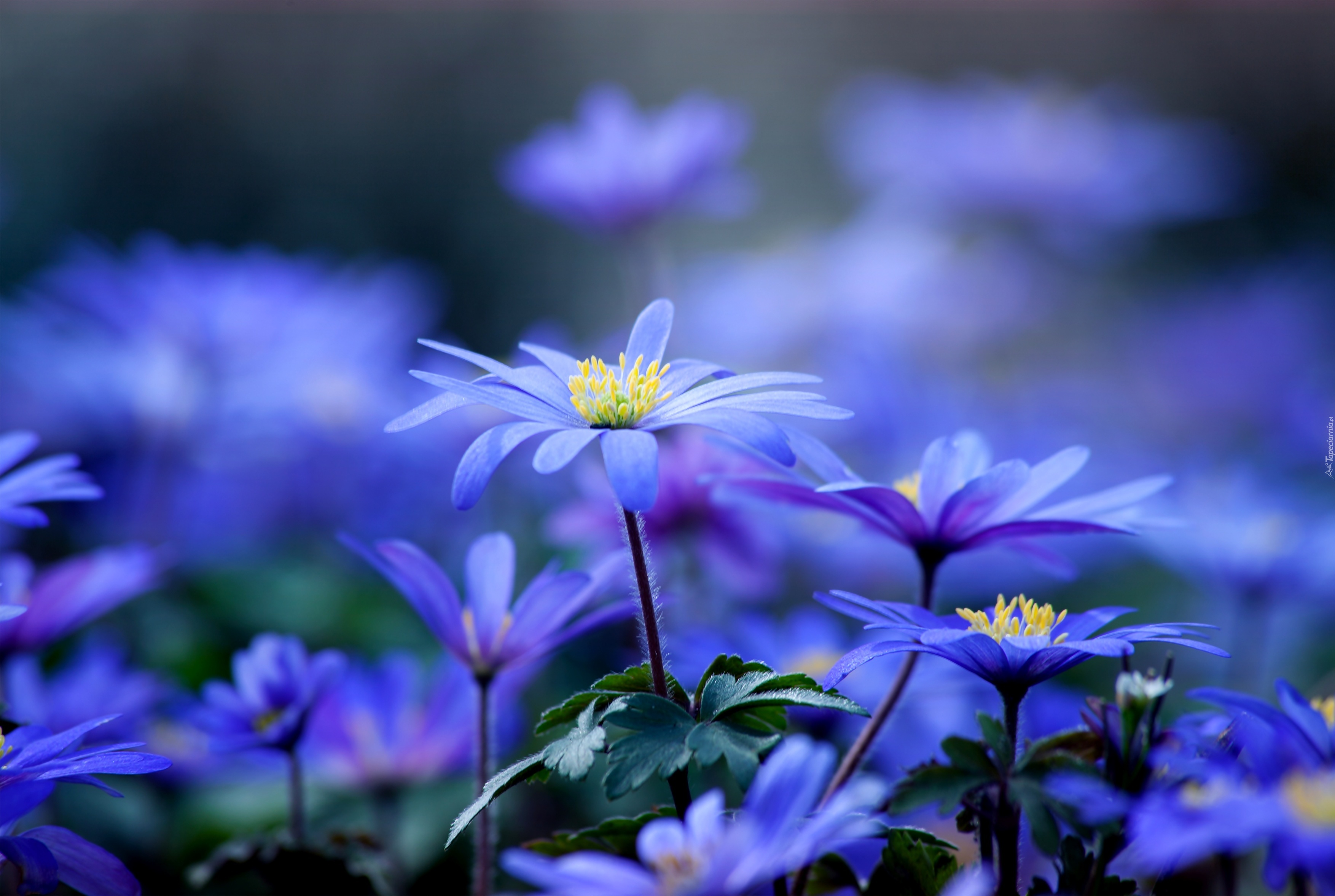 Niebieskie, Kwiatuszki, Ogród