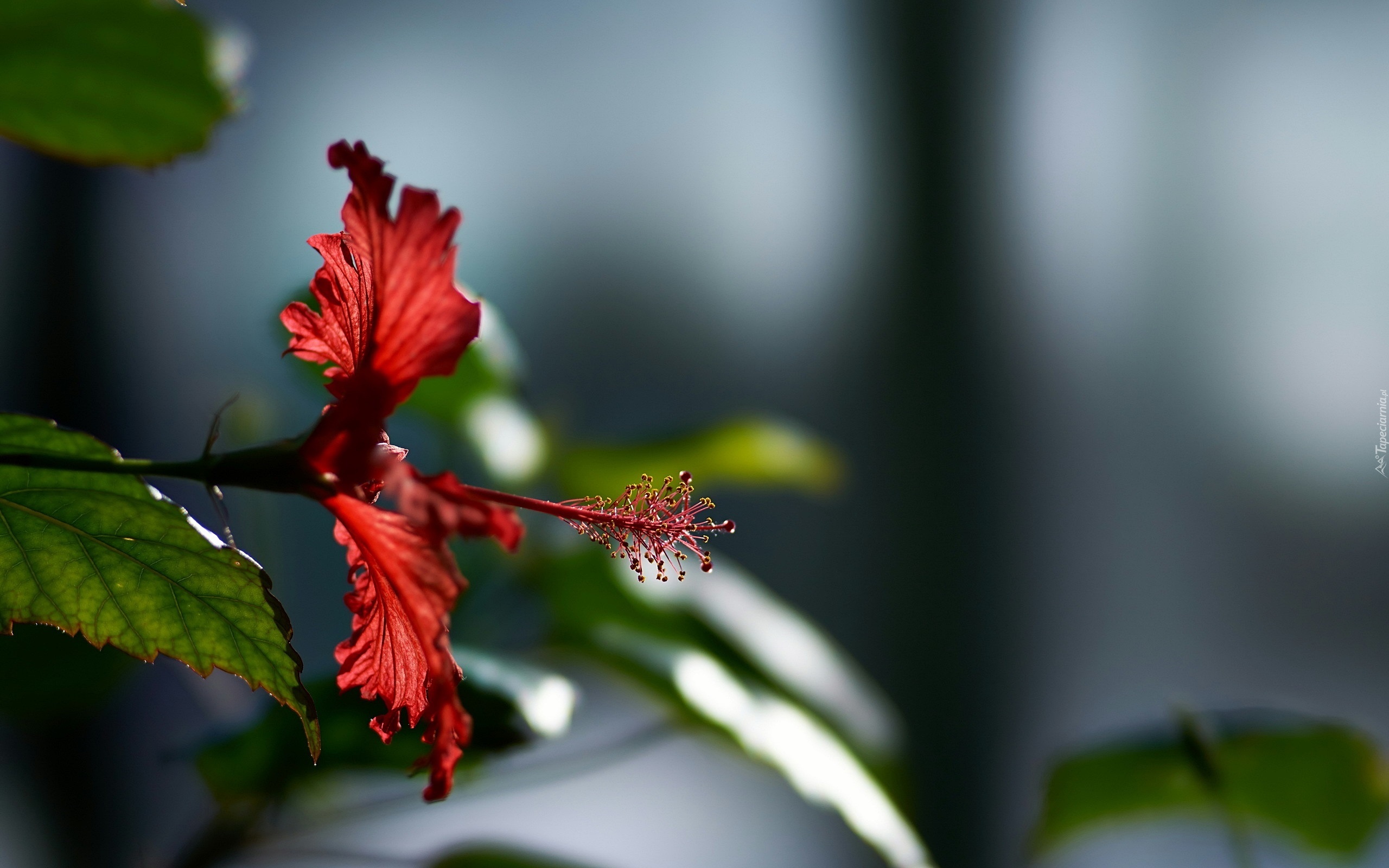 Kwiat, Hibiskus, Makro