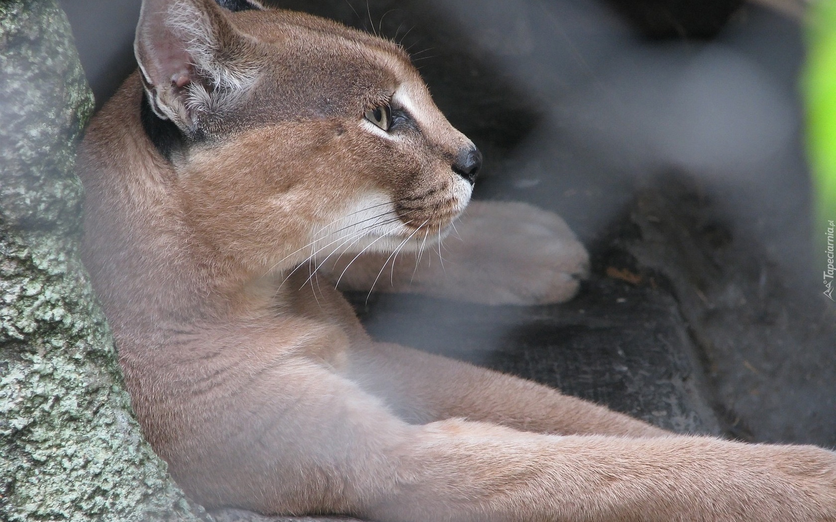 Puma, Półka, Skalna